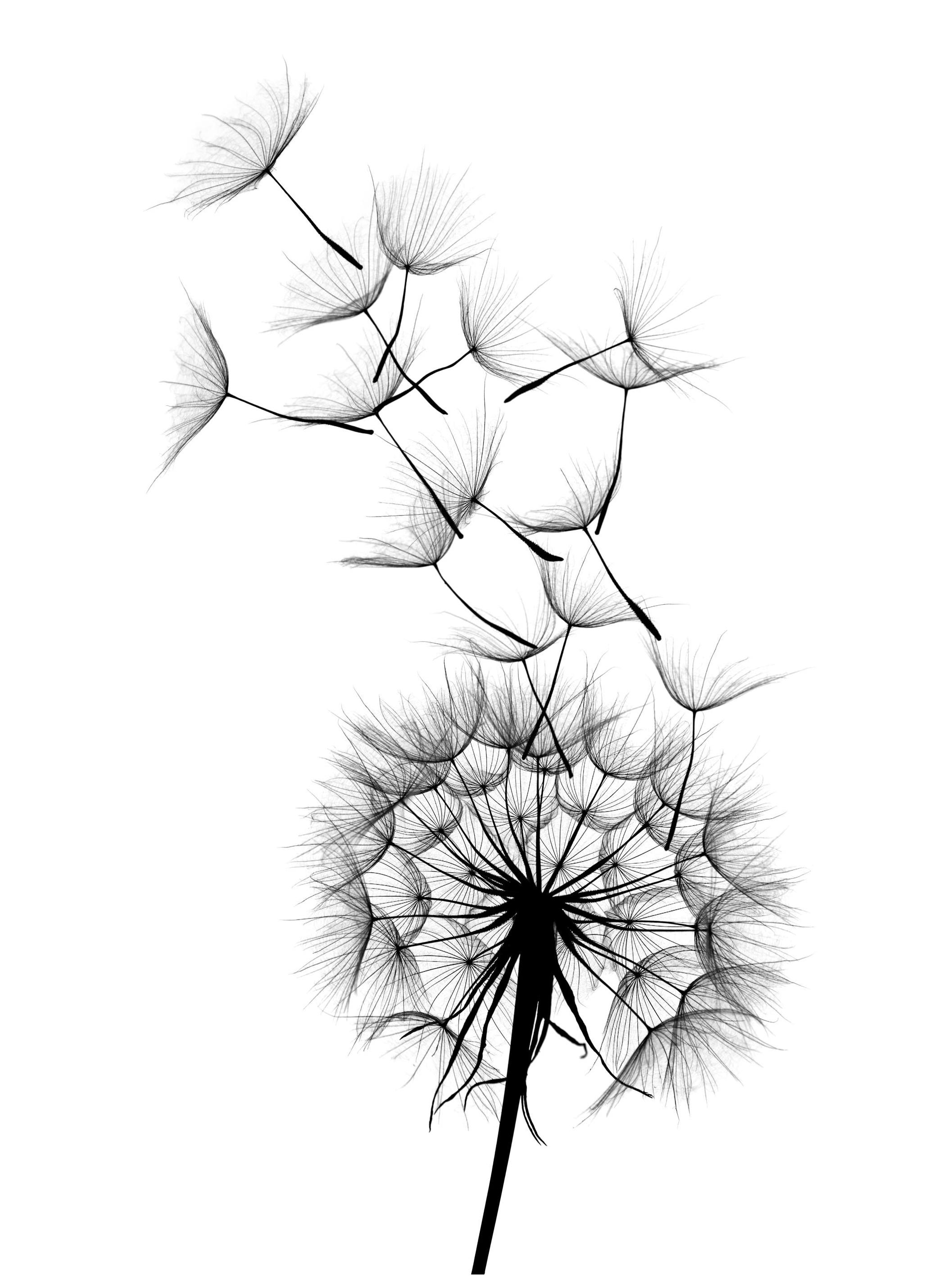 Dandelion Wish. Poster (70x100 cm) - Poster Store
