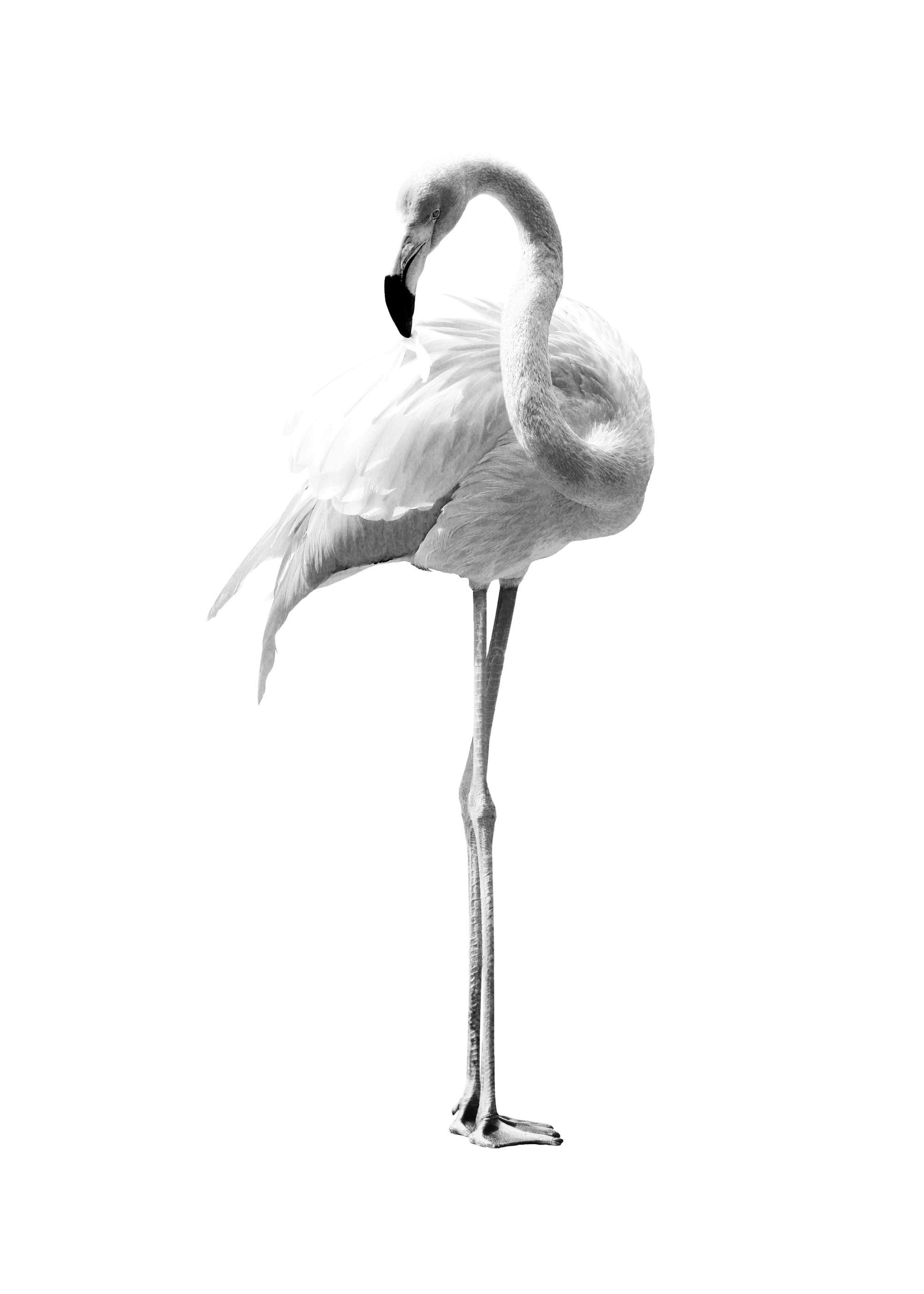Flamingo Bianco e Nero Poster 0