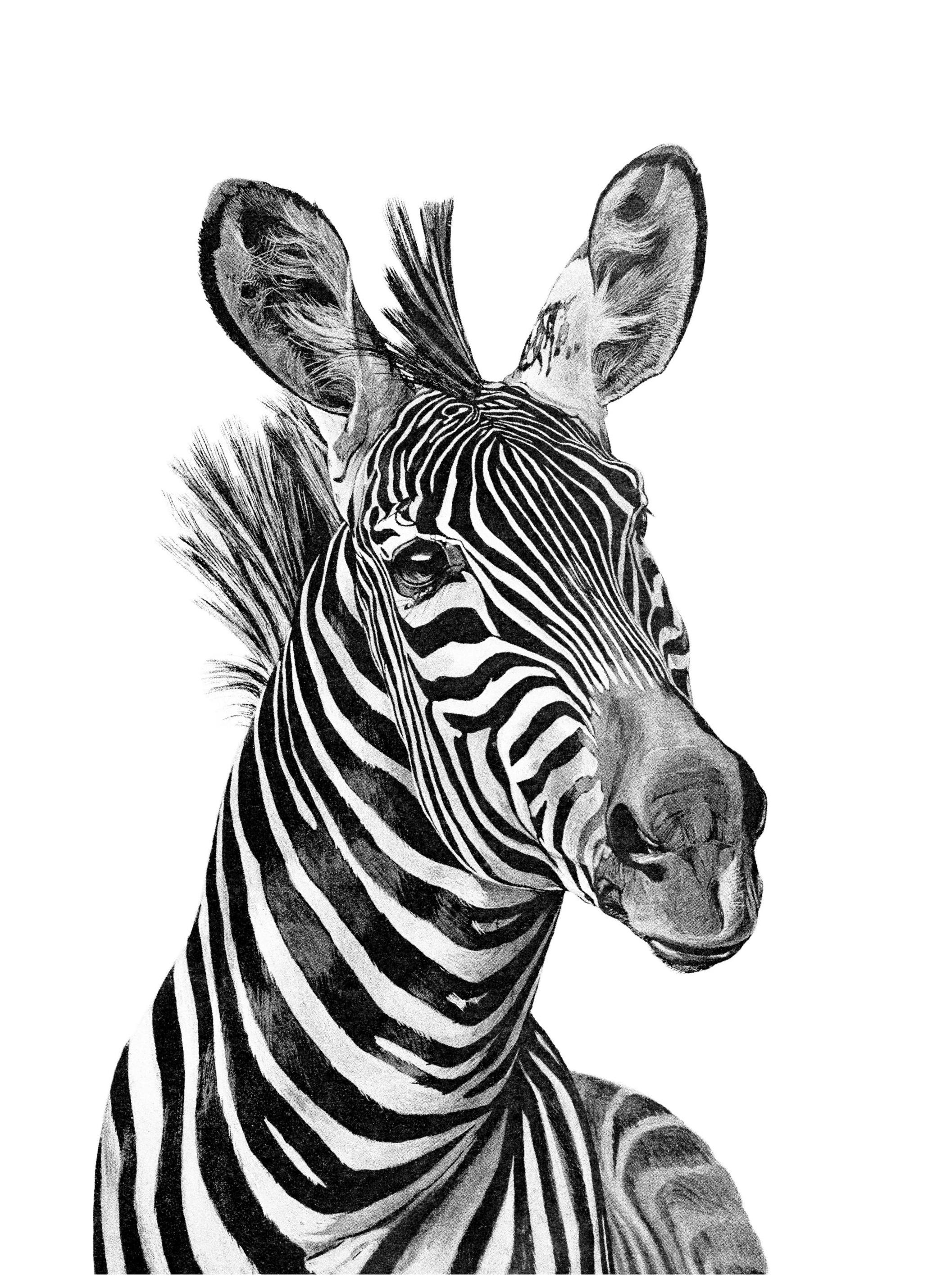Zebra Black And White Poster (30x40 cm) - Poster Store