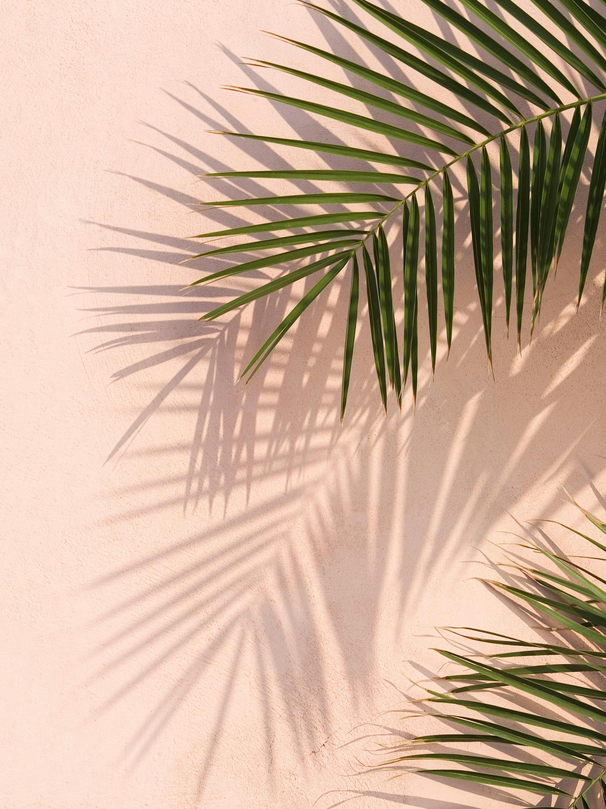 A poster featuring palm fronds casting long shadows on a textured, light pink wall, evoking a summer feel.
