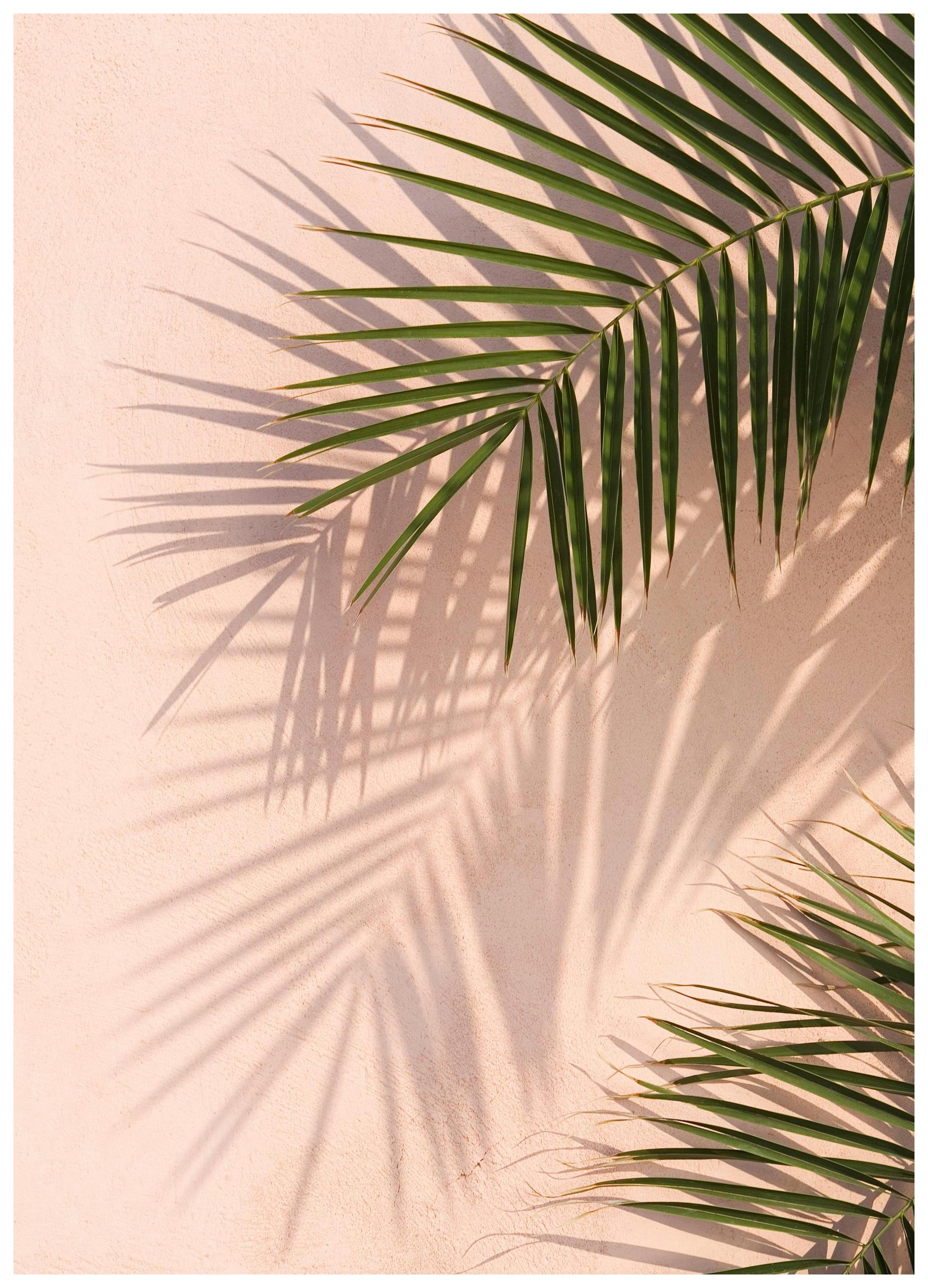 Pink Wall Palms Poster (40x50 cm) - Poster Store