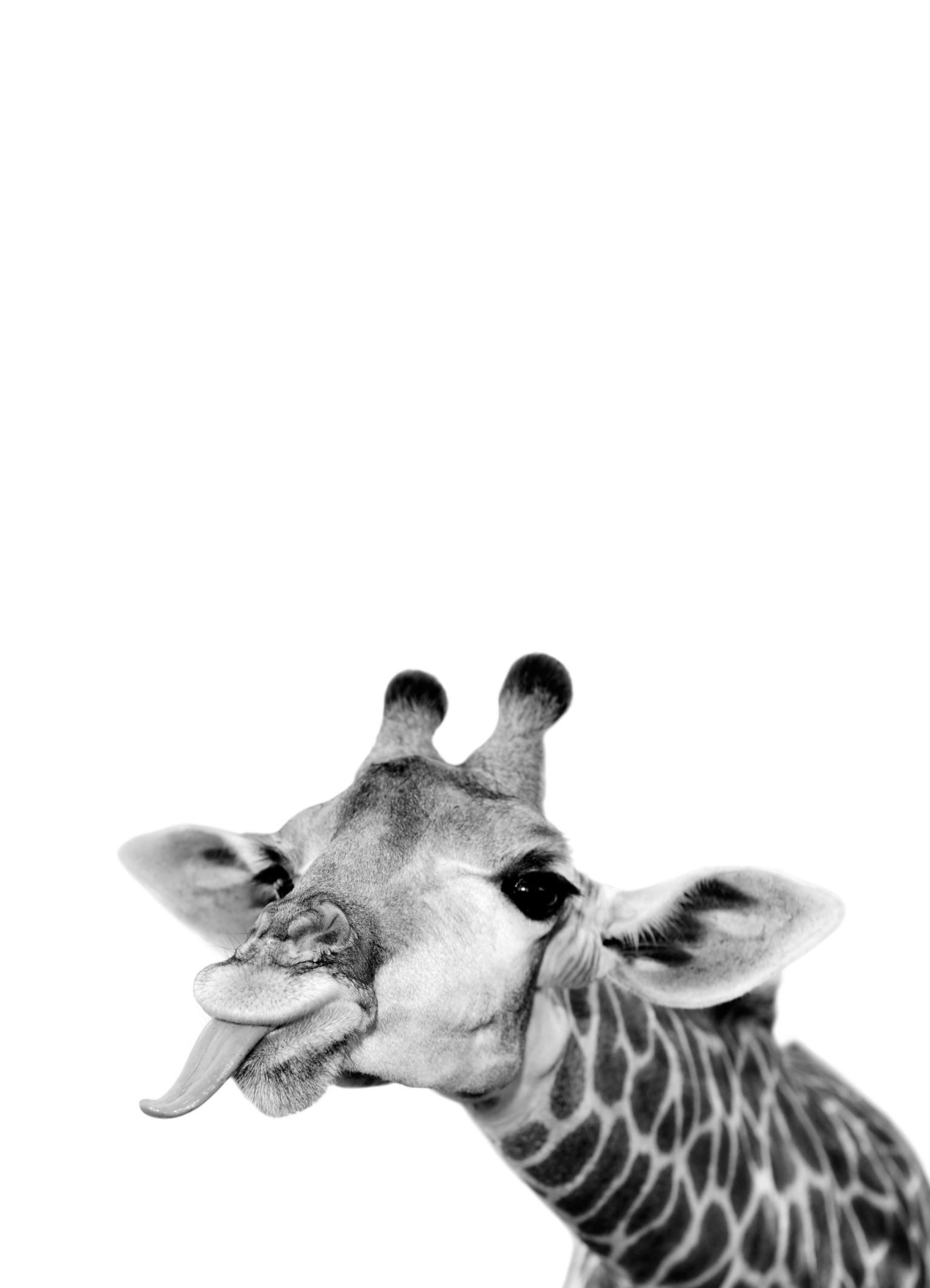 Funny Giraffe Poster thumbnail