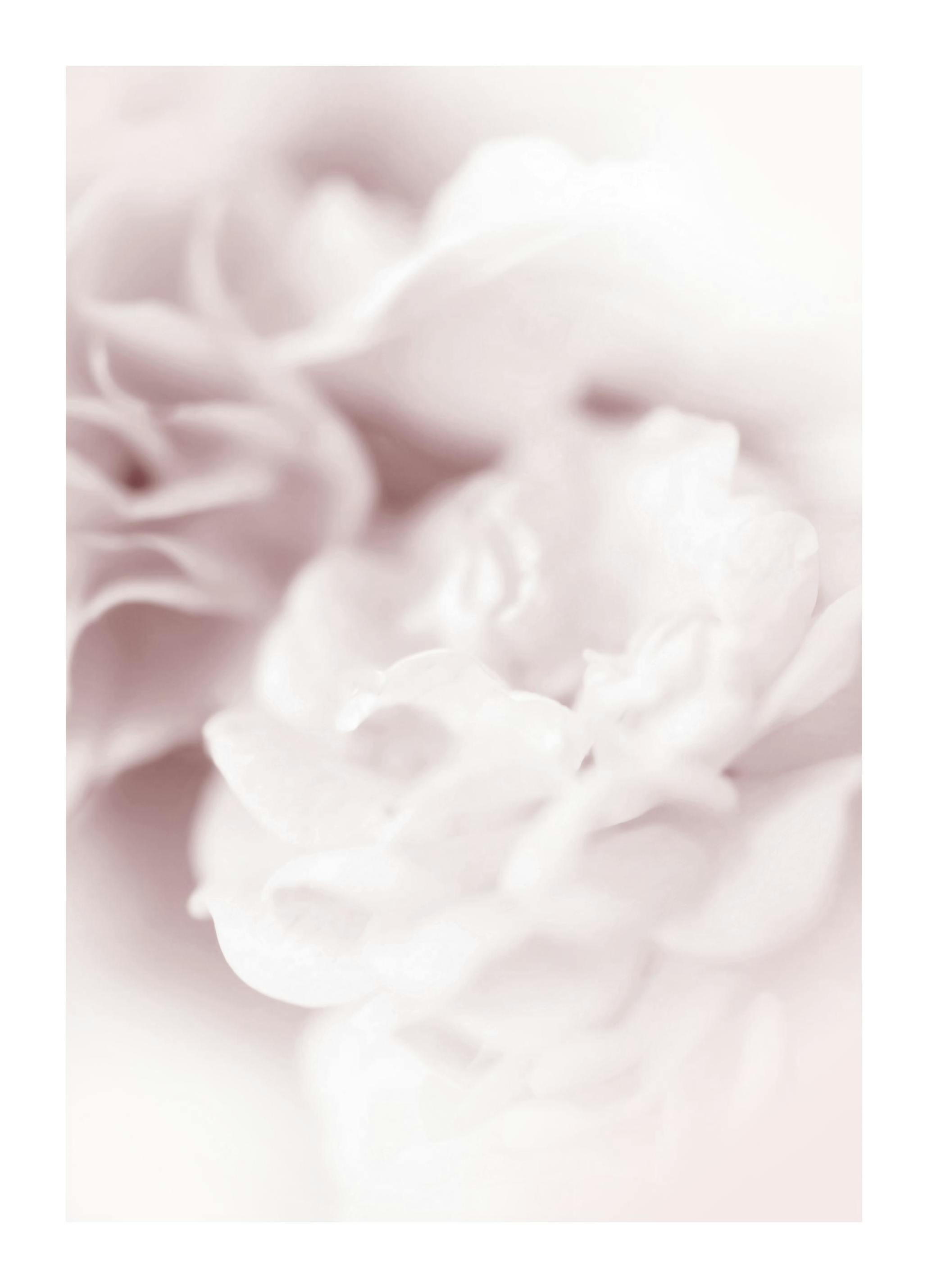 Plakat Perłowa Róża (30x40 cm) - Poster Store