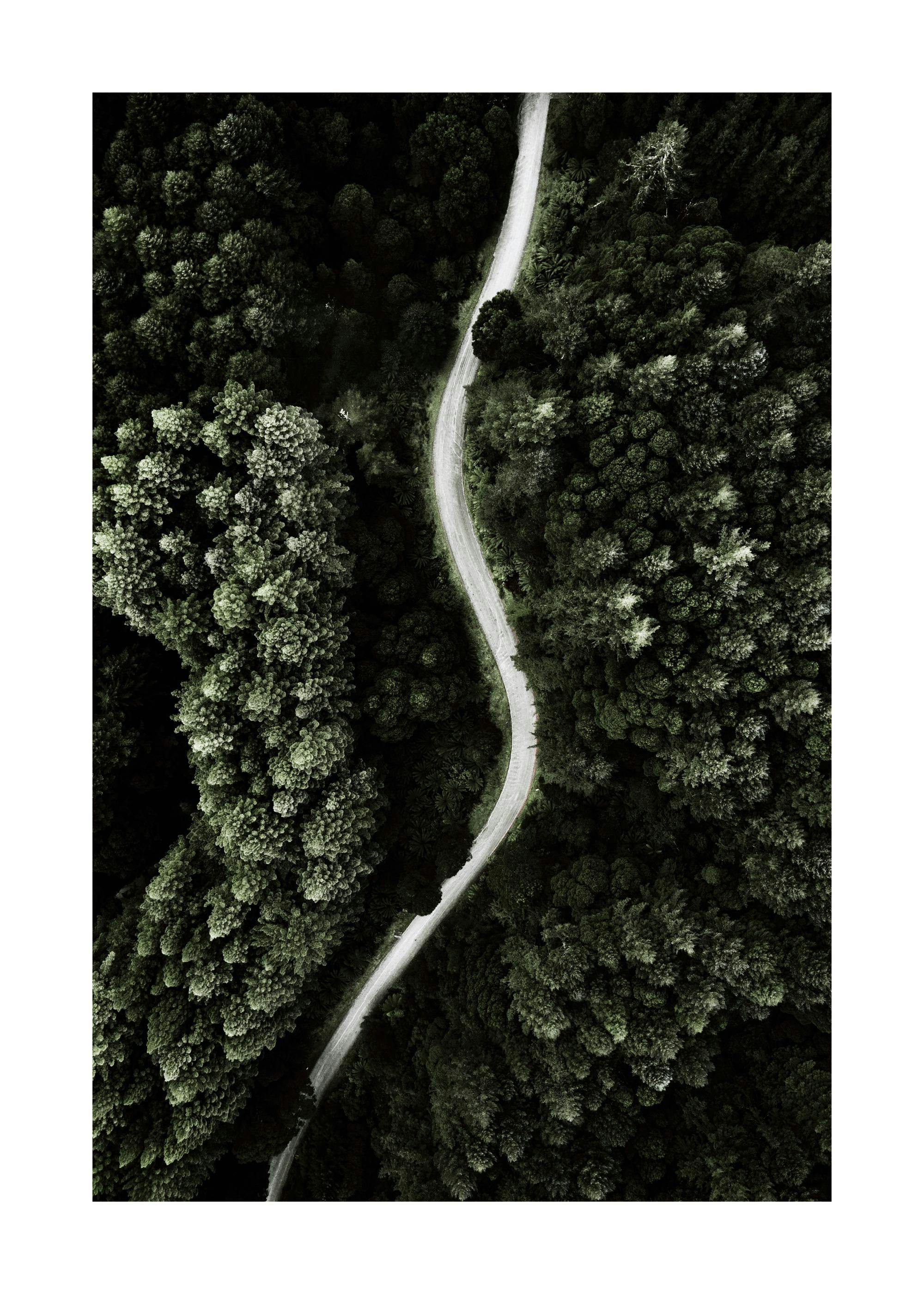 Póster de una carretera serpenteante a través de un denso bosque de pinos, vista aérea.