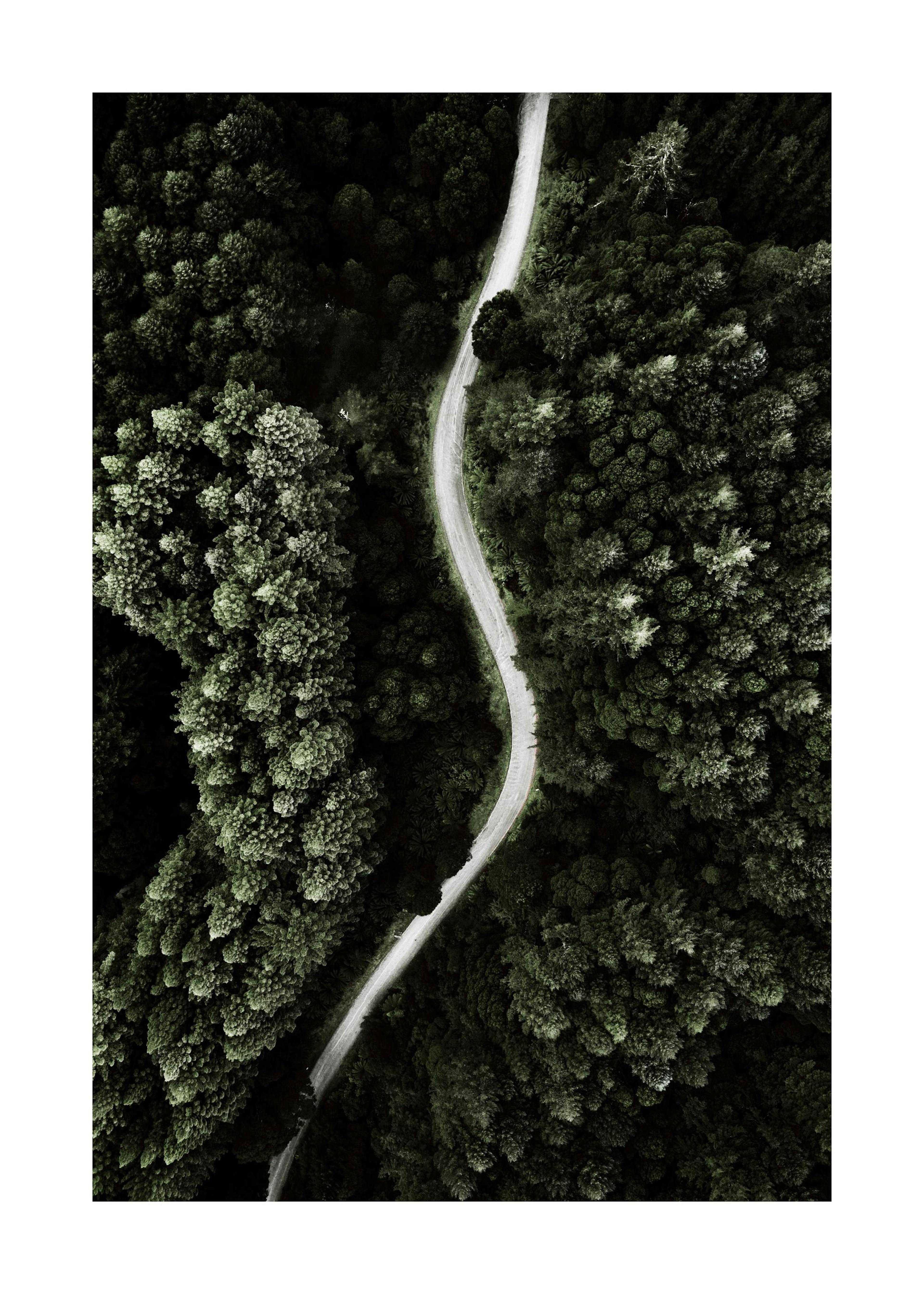 Strada Forestale Poster 0