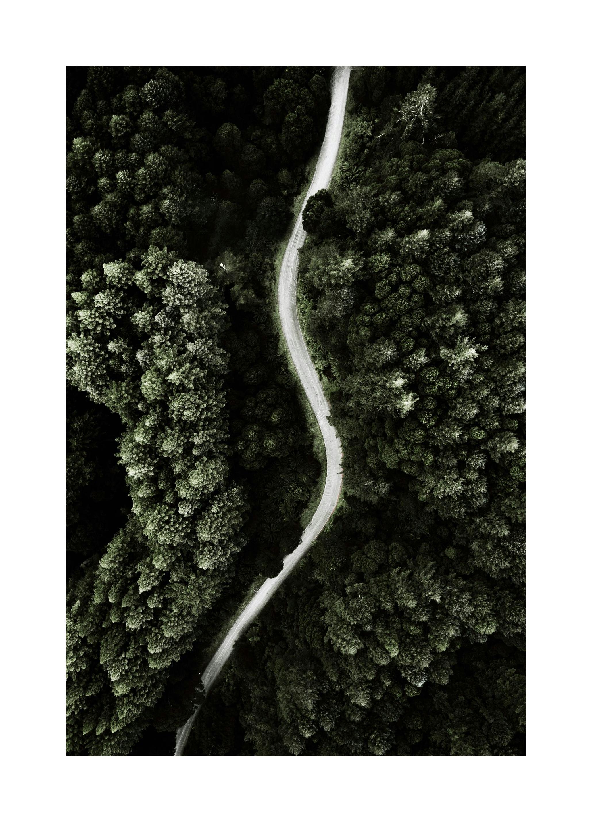 Skogsvei Poster (50x70 cm) - Poster Store