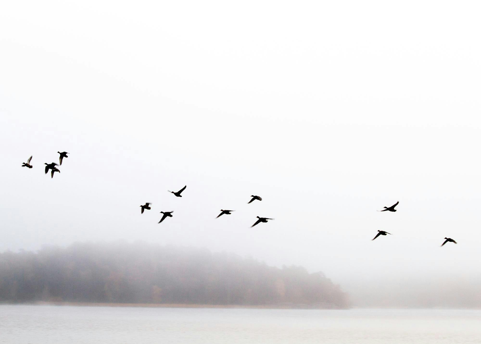 Poster: Schwarze Vogelsilhouetten fliegen über einem nebligen See mit bewaldetem Ufer.