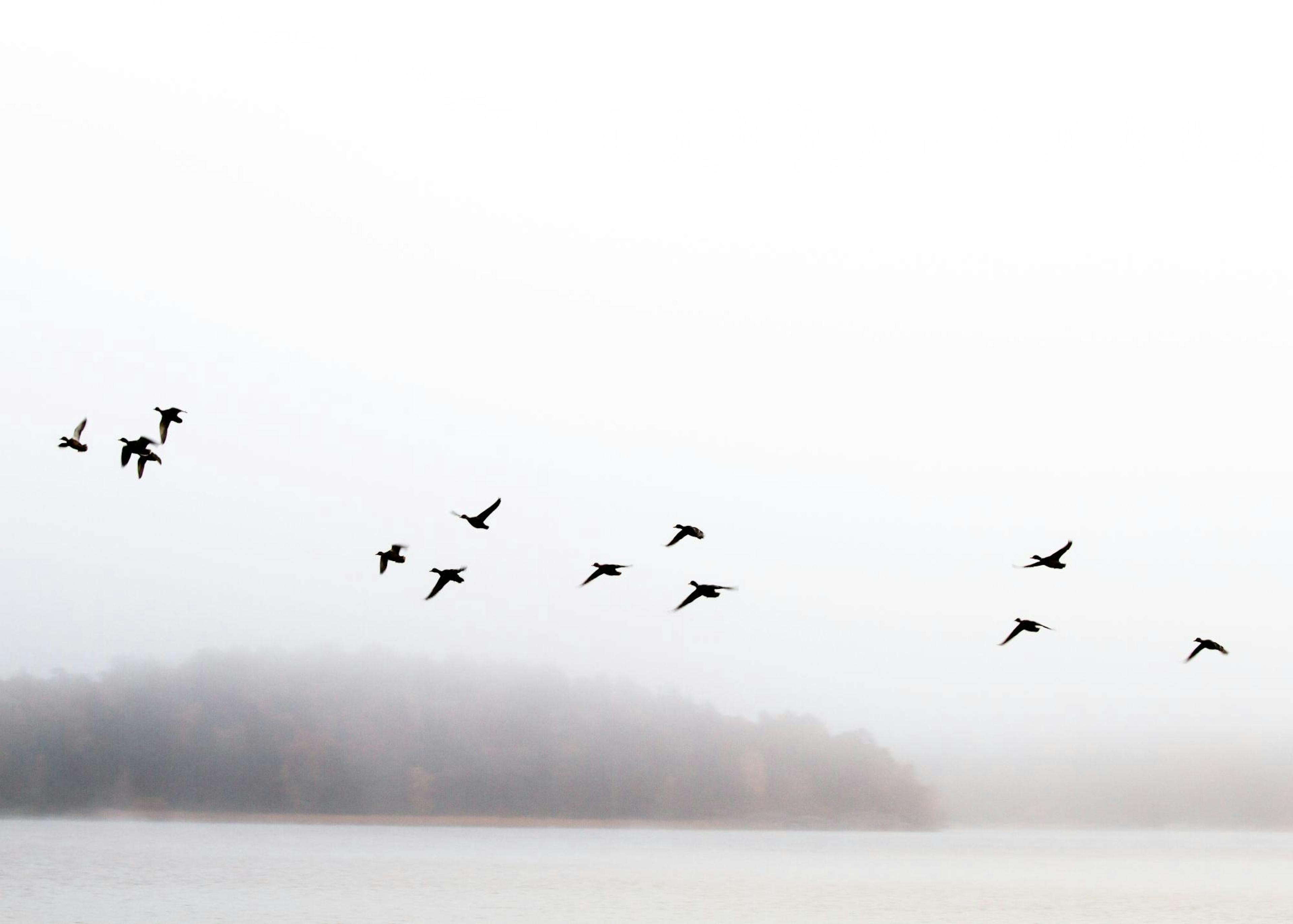 Birds Flying Plakat 0
