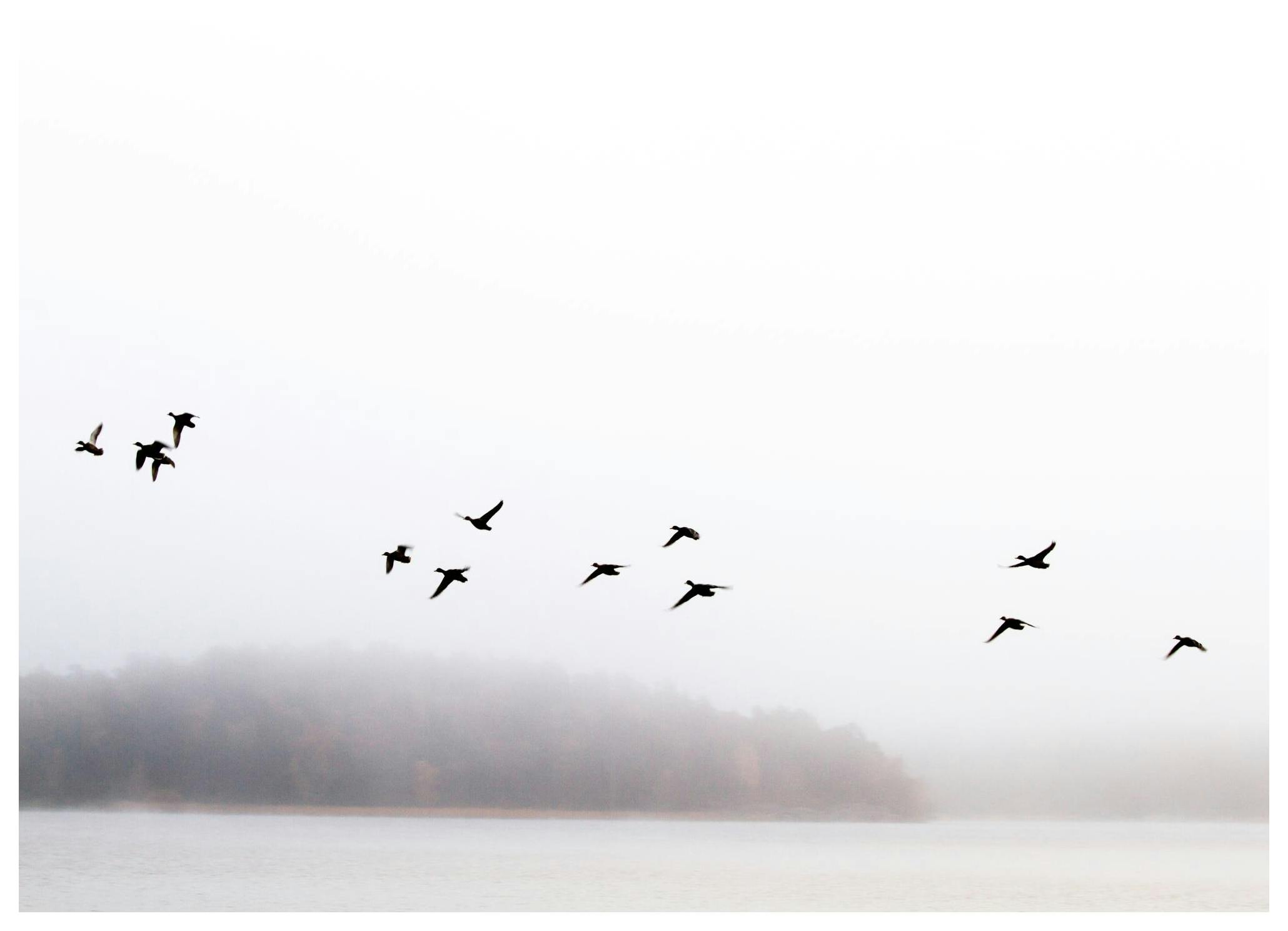 Birds Flying Juliste (70x100 cm) - Poster Store