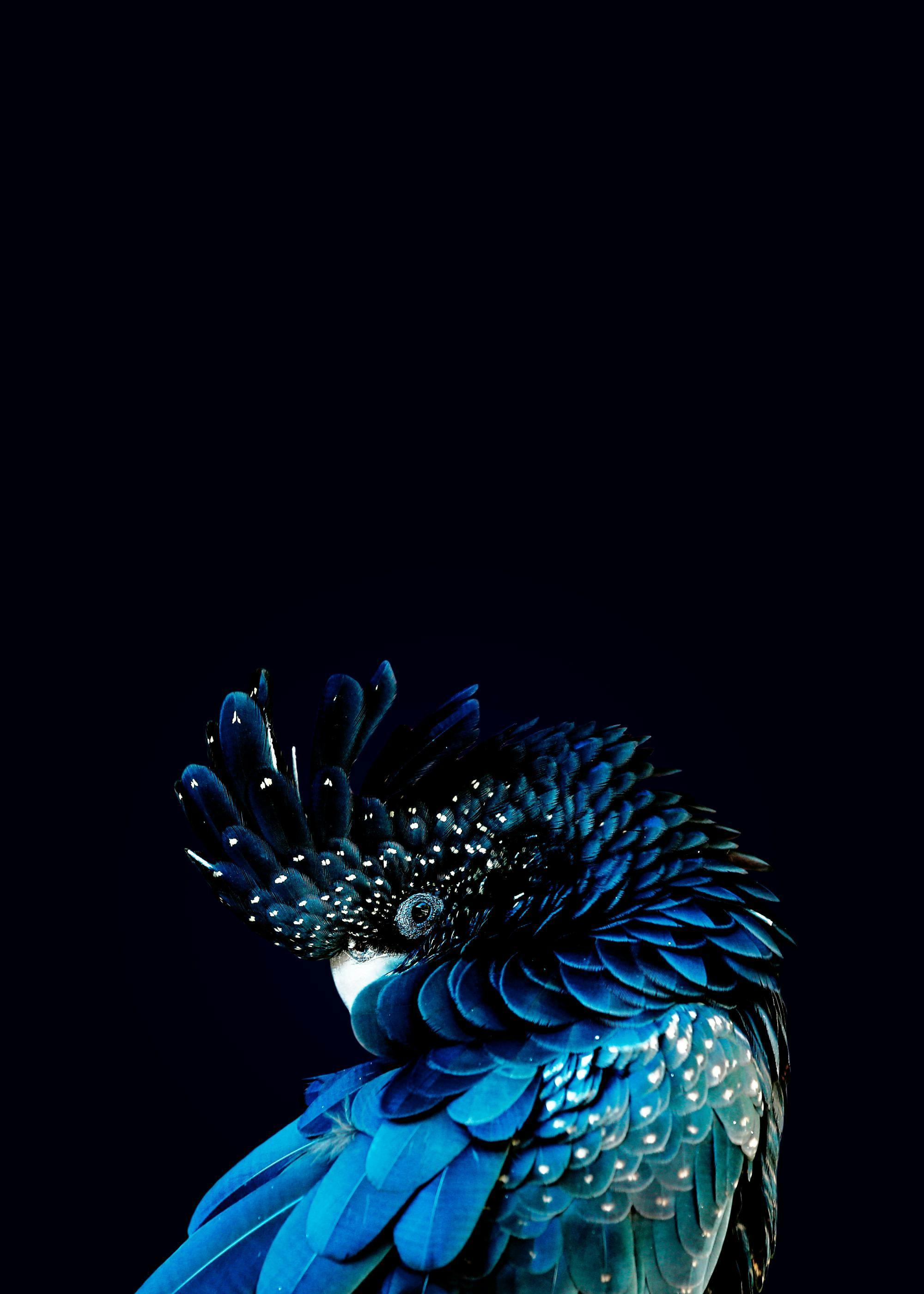 A poster featuring a close-up of a blue parrot with dark blue feathers and white spots on a black background.