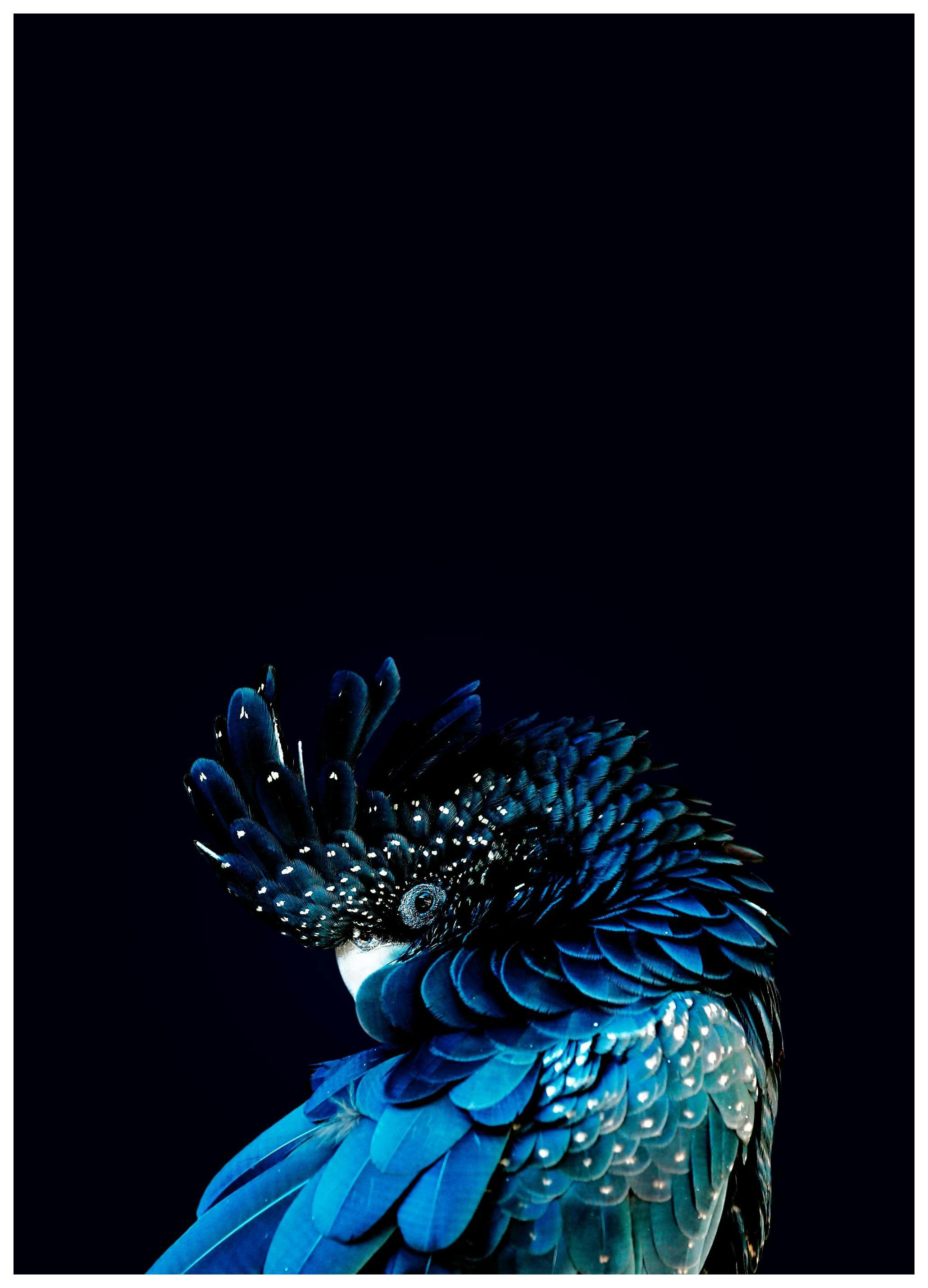 Blauwe Kaketoe Poster (50x70 cm) - Poster Store