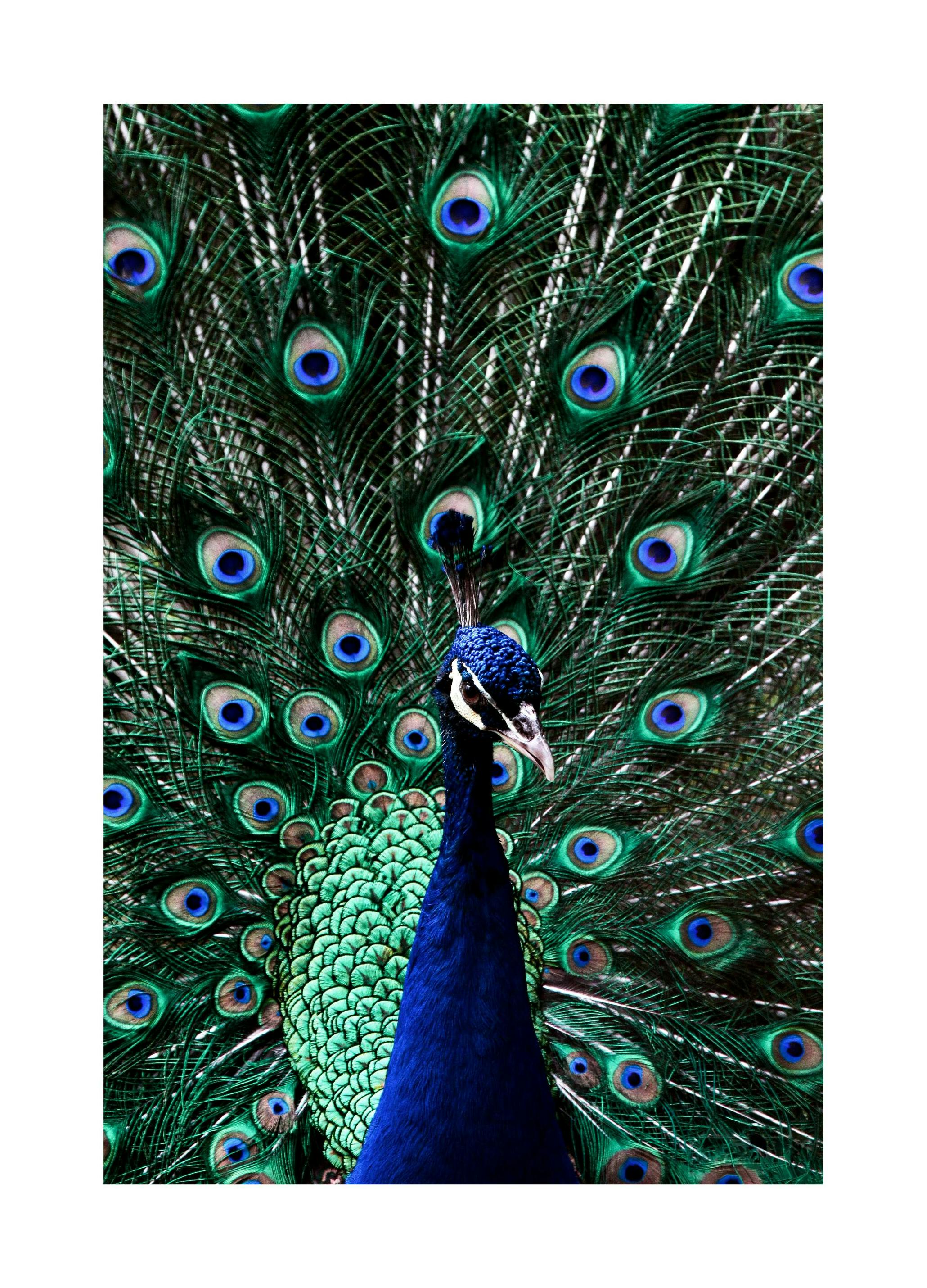 Pauw Poster (30x40 cm) - Poster Store