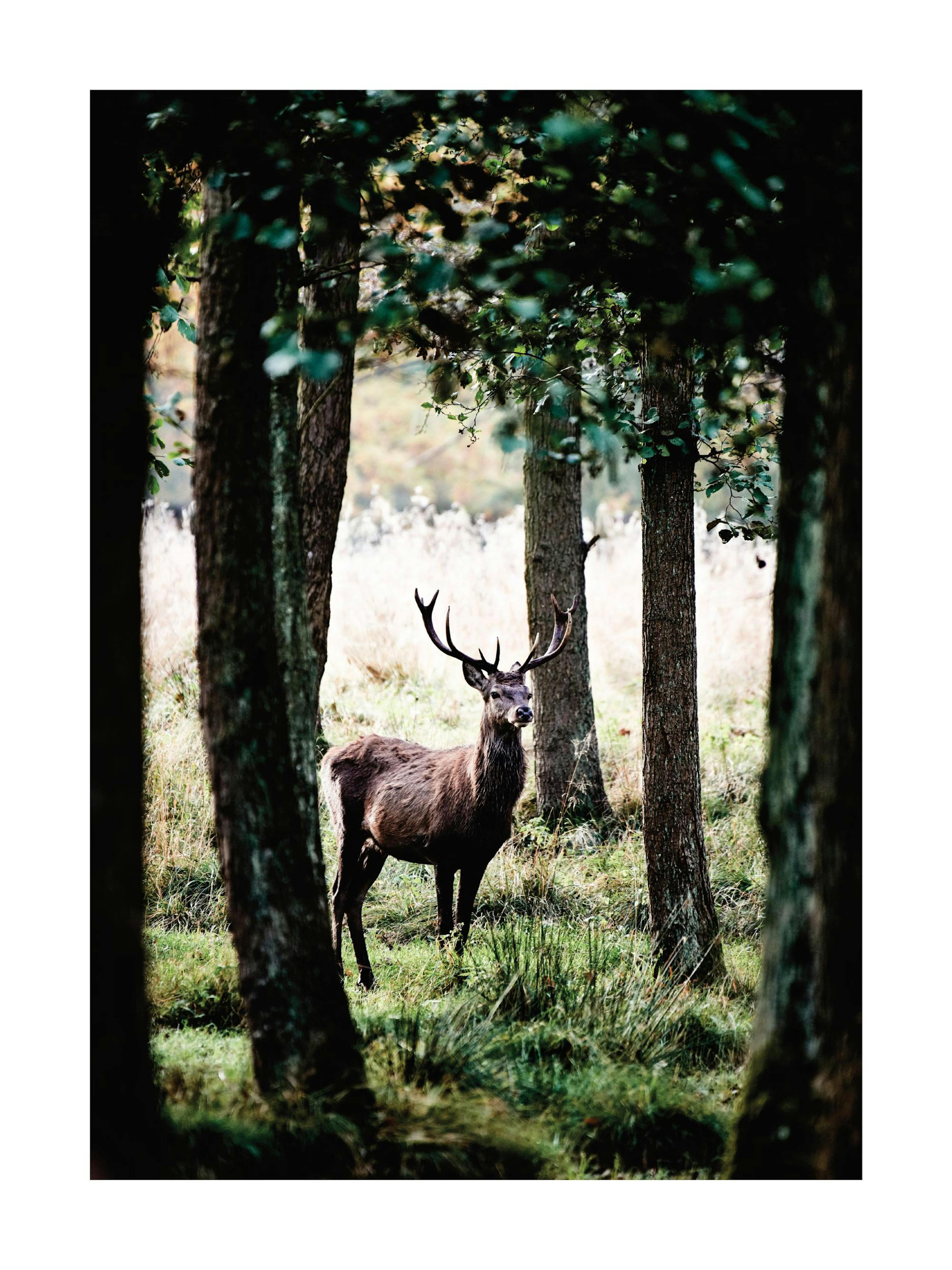 Póster de un majestuoso ciervo con grandes cuernos de pie entre los árboles en un bosque verde.