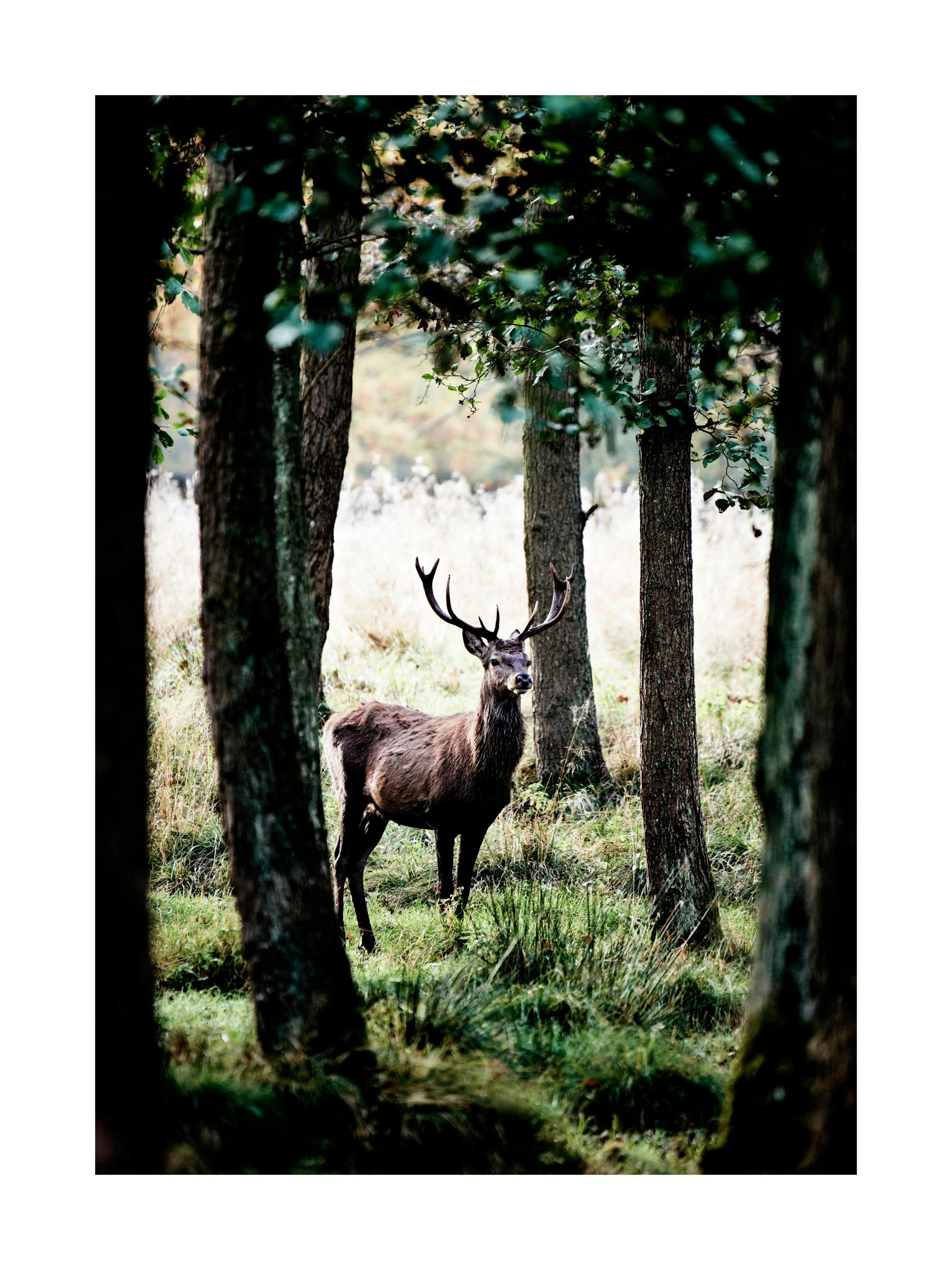 Un poster cu un cerb impunător cu coarne, stând într-o pădure cu iarbă verde și copaci înalți.