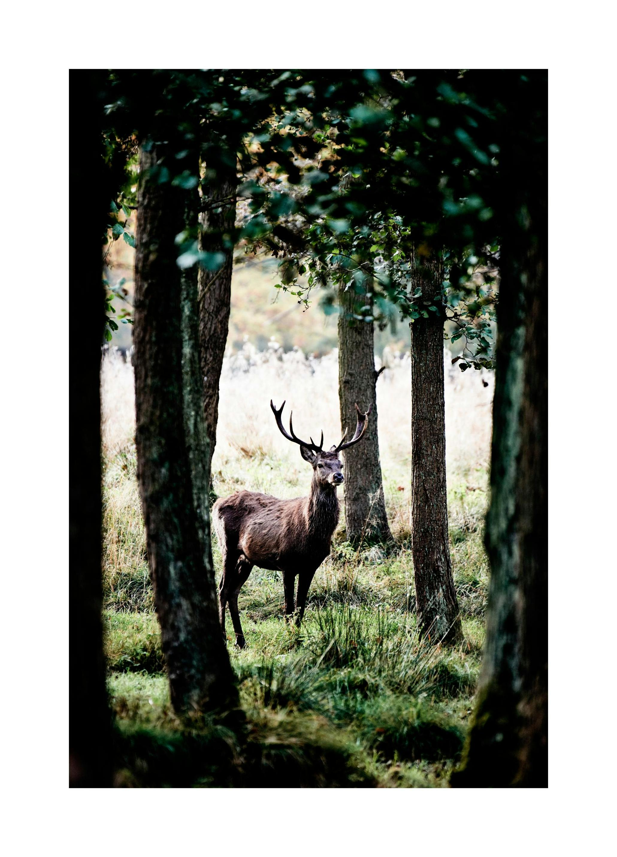 Saksanhirvi Juliste (30x40 cm) - Poster Store