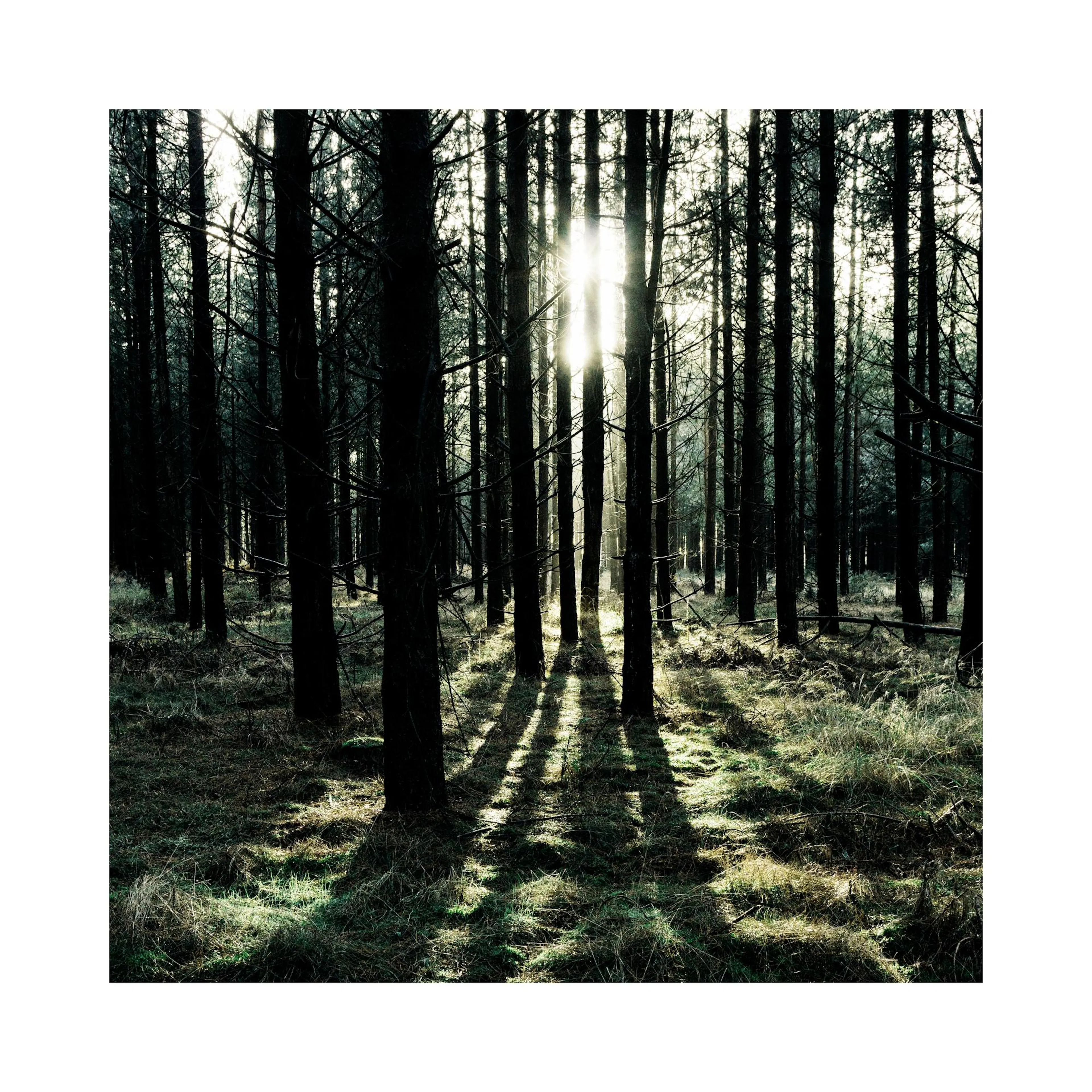 Un poster dune forêt sombre avec des rayons de soleil traversant les arbres, projetant de longues ombres sur le sol herbeux.