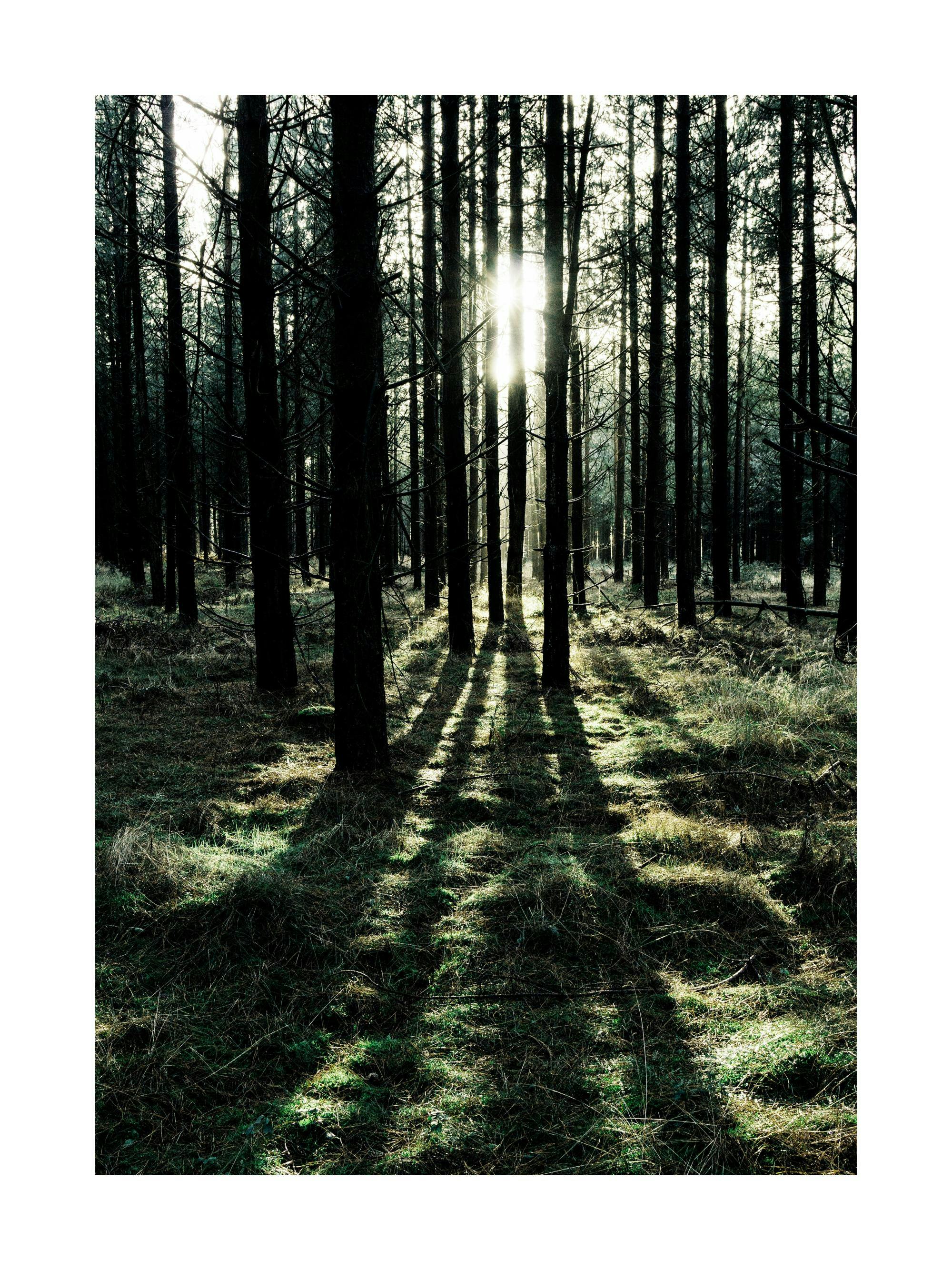 A poster featuring a forest scene with dark tree trunks and bright light shining through, casting long shadows on the green and