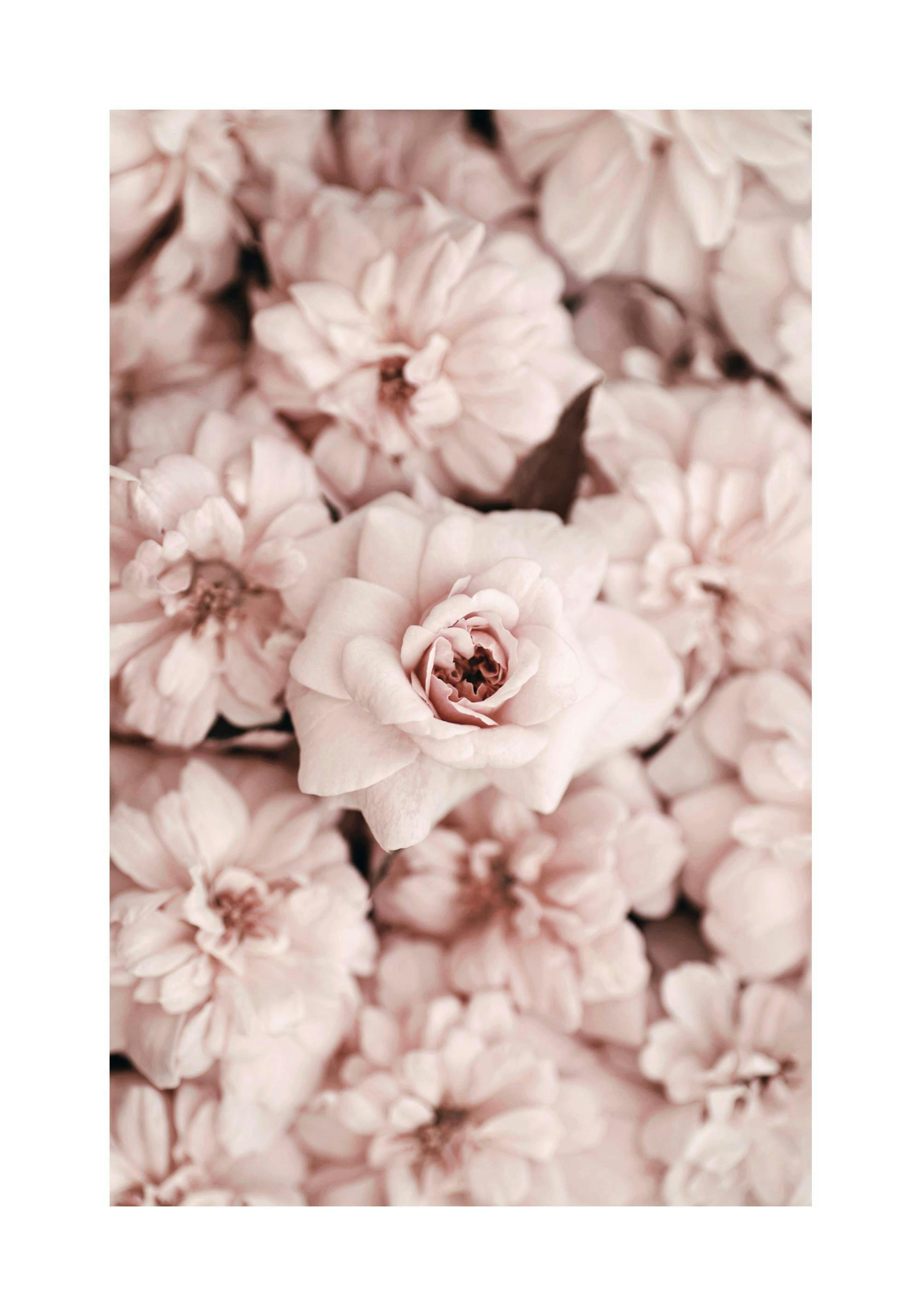Een poster met een dichte compositie van zachtroze, bloeiende rozen, waarvan één centraal en scherp in beeld is.