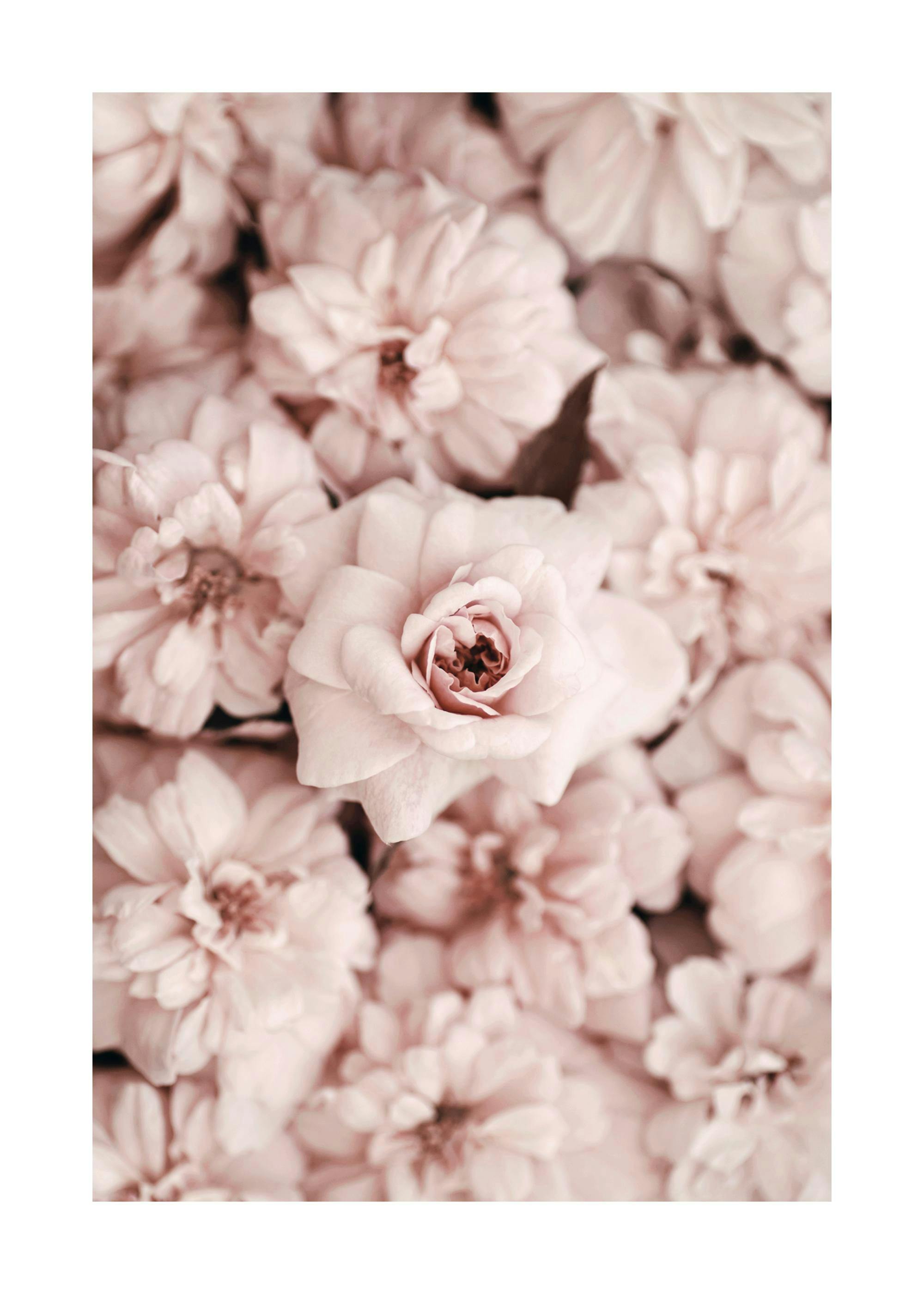 A poster featuring a close-up of light pink roses and dahlias with soft, delicate petals and green leaves.
