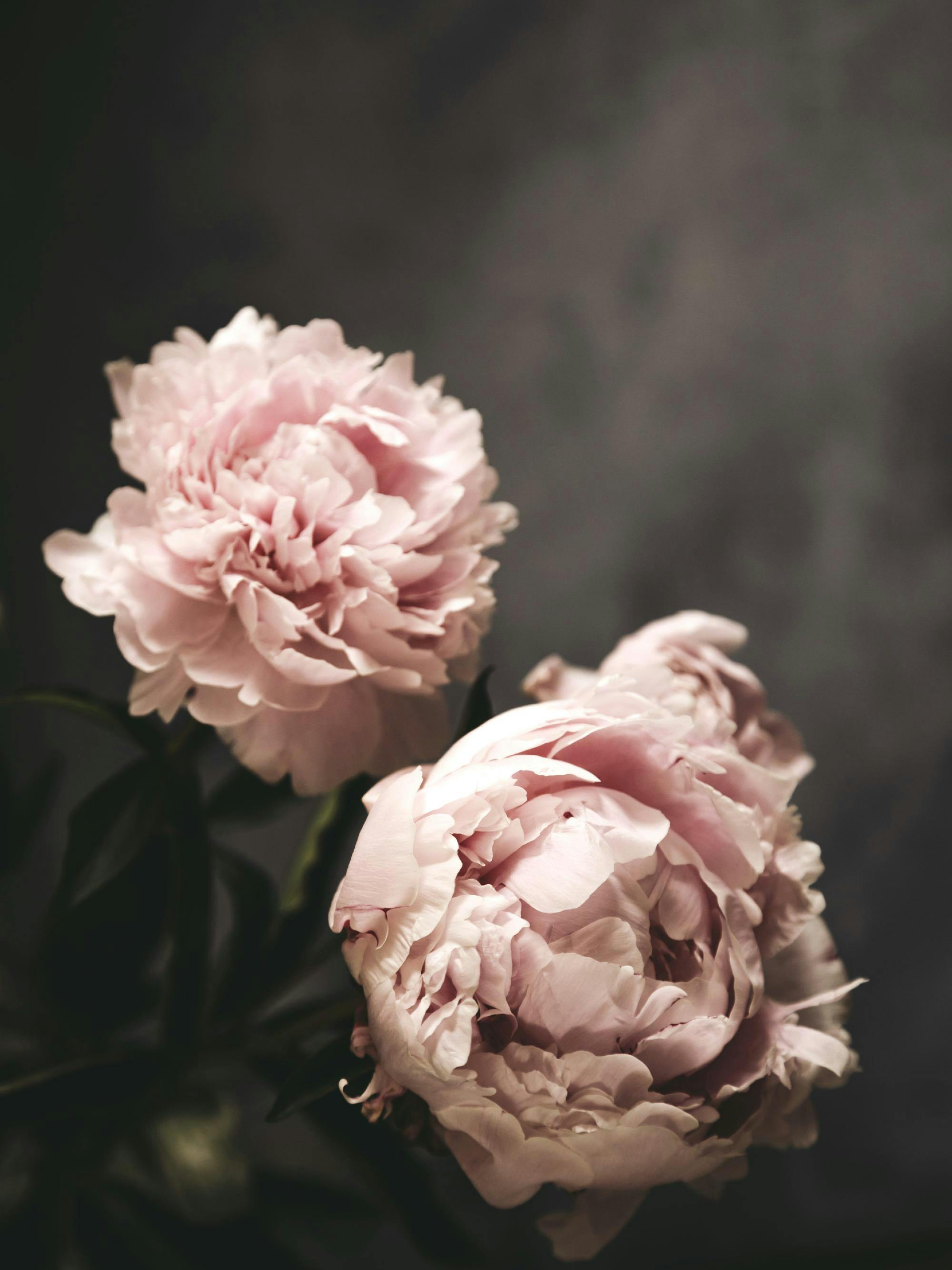 Een poster met twee zachtroze pioenrozen in bloei, tegen een donkere, wazige achtergrond.