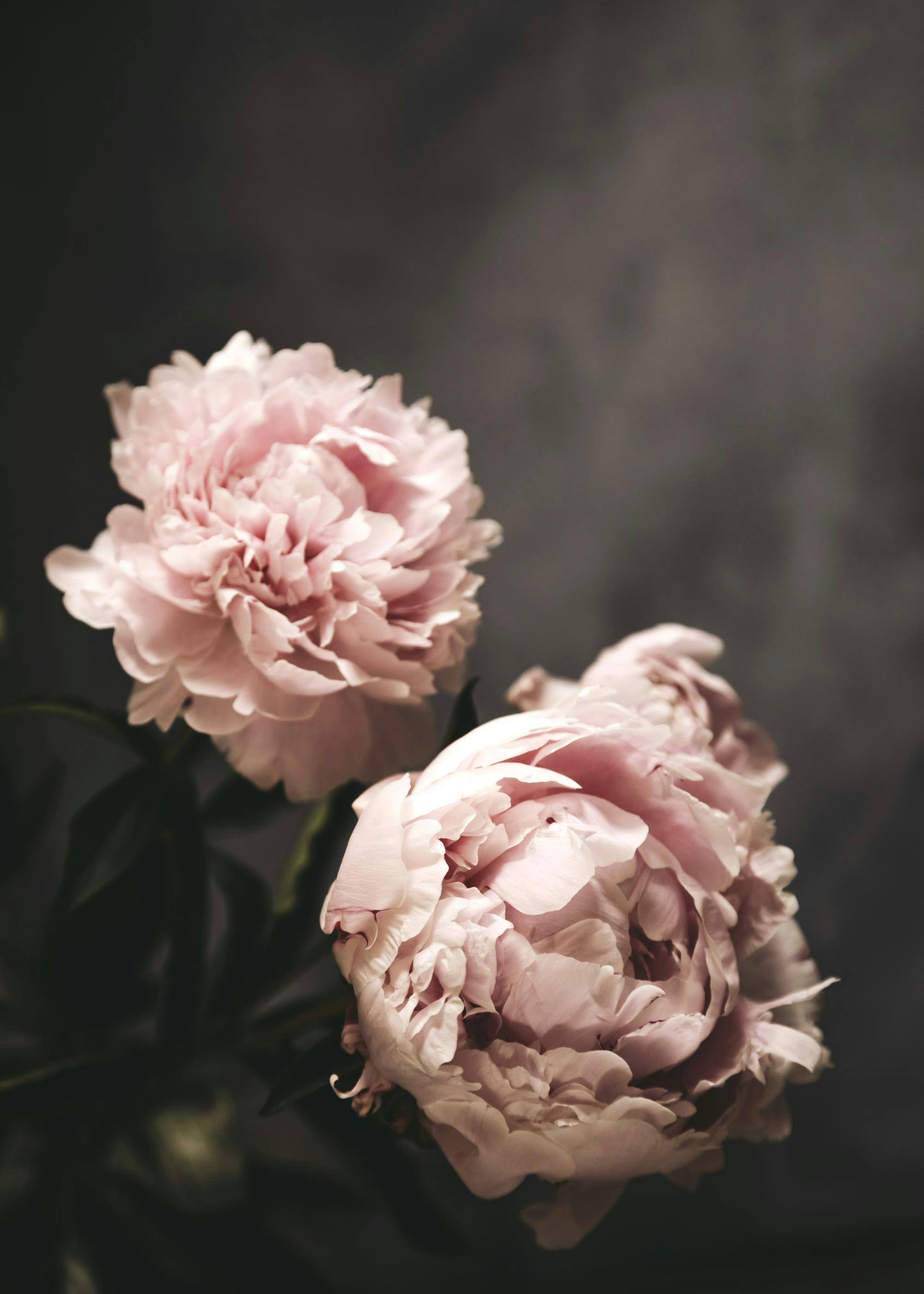 A poster featuring two light pink peony flowers with green leaves against a dark, textured background.