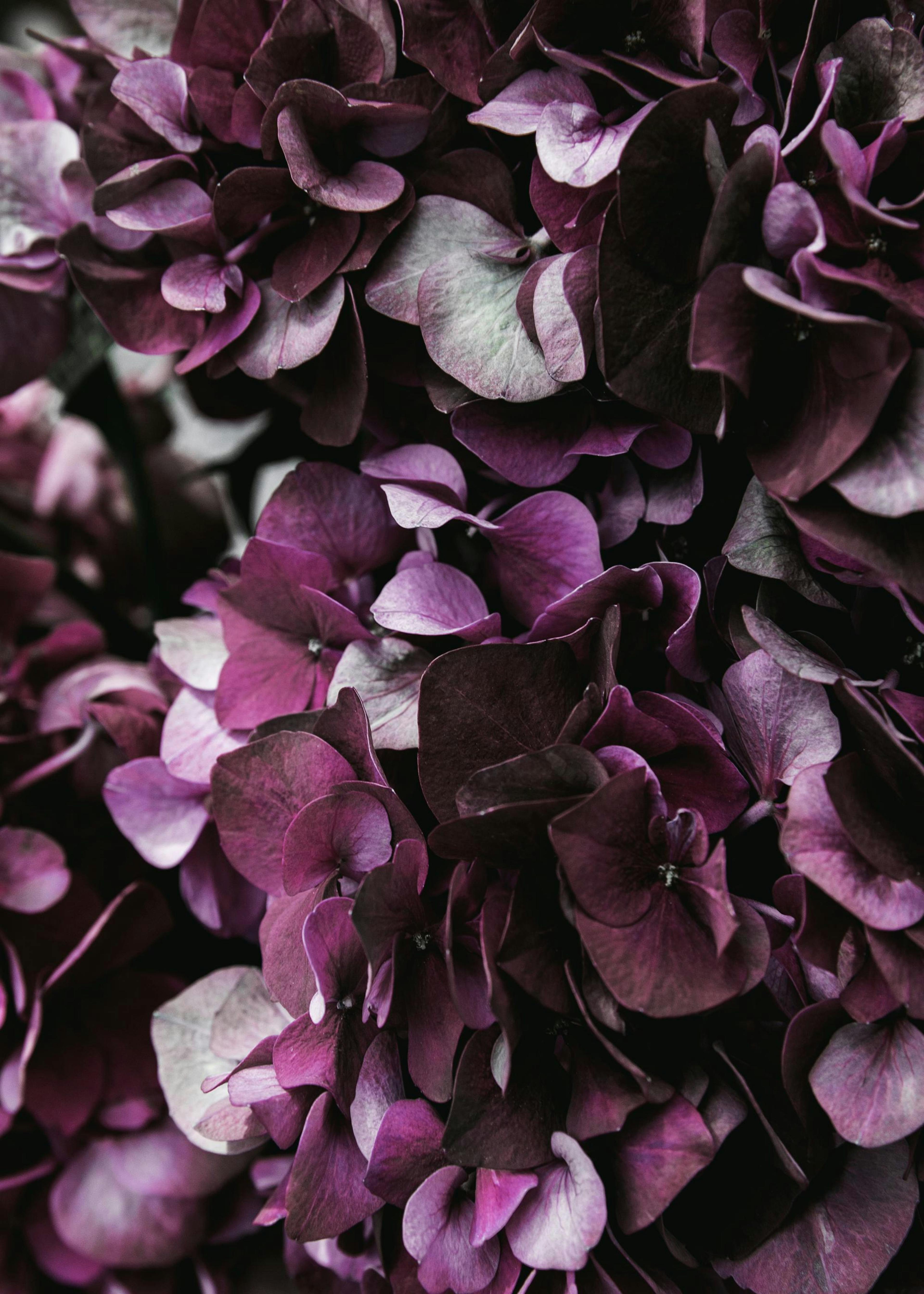 A poster featuring a close-up of dark purple and maroon hydrangea flowers, hanging above a bed with white pillows, a gold lamp, 