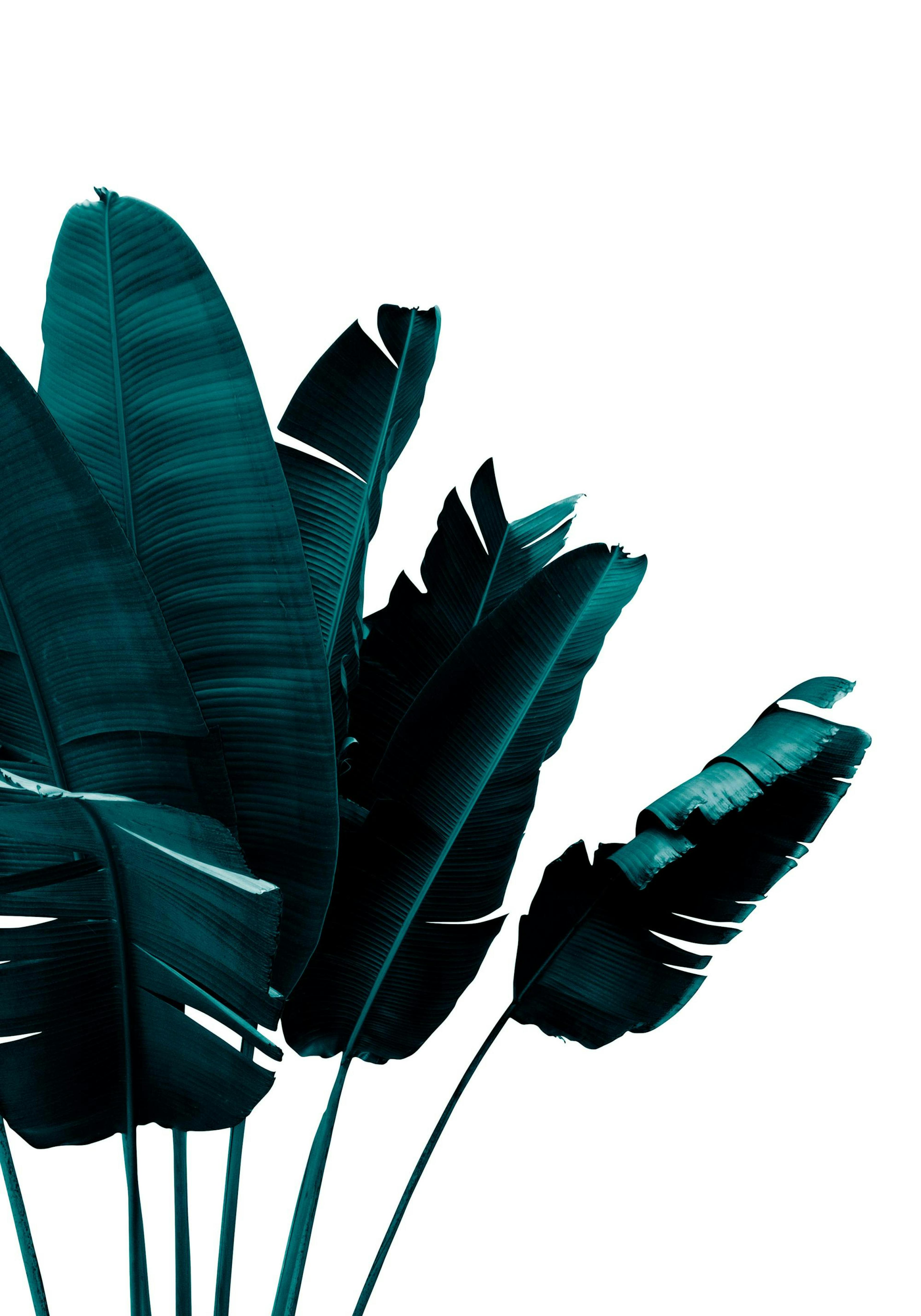 Green banana leaves Poster thumbnail