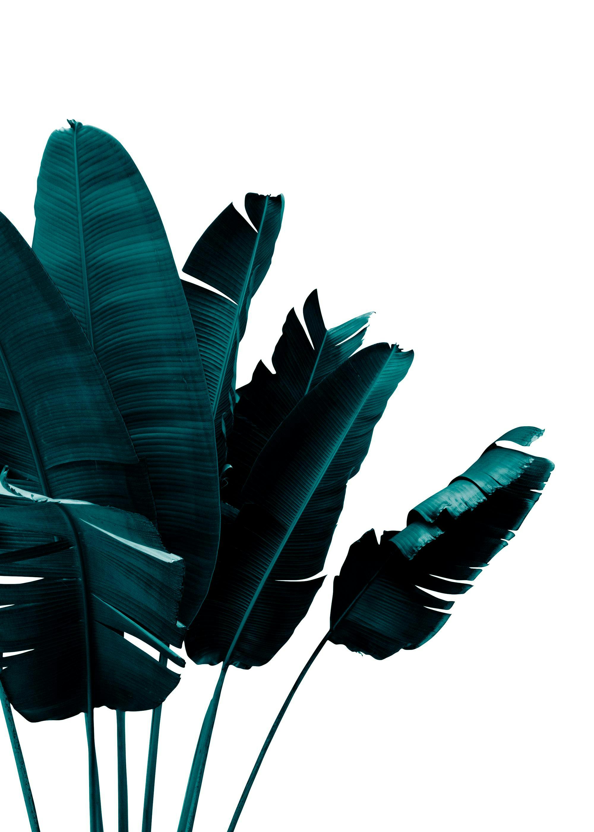 白い背景に、濃いターコイズブルーのバナナの葉がデザインされたポスター。