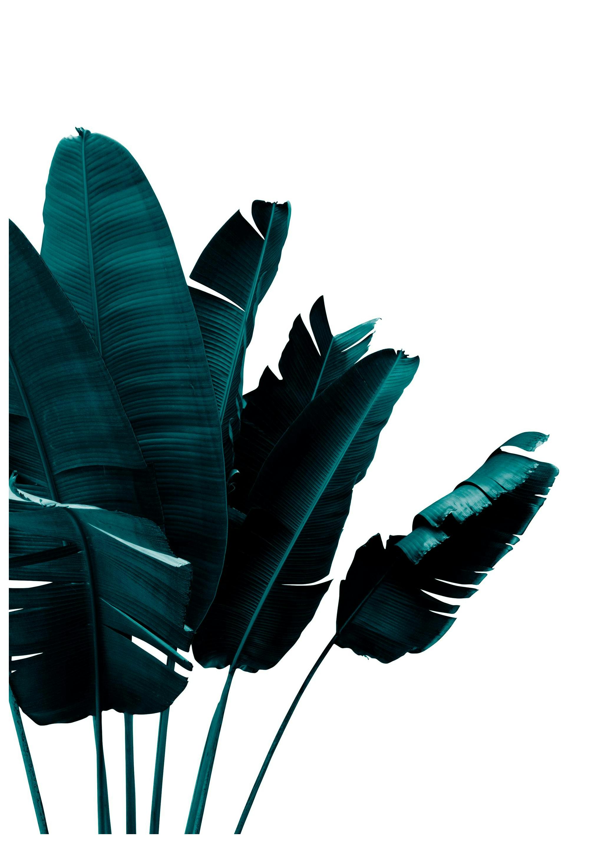 Green banana leaves Poster (21x30 cm) - Poster Store