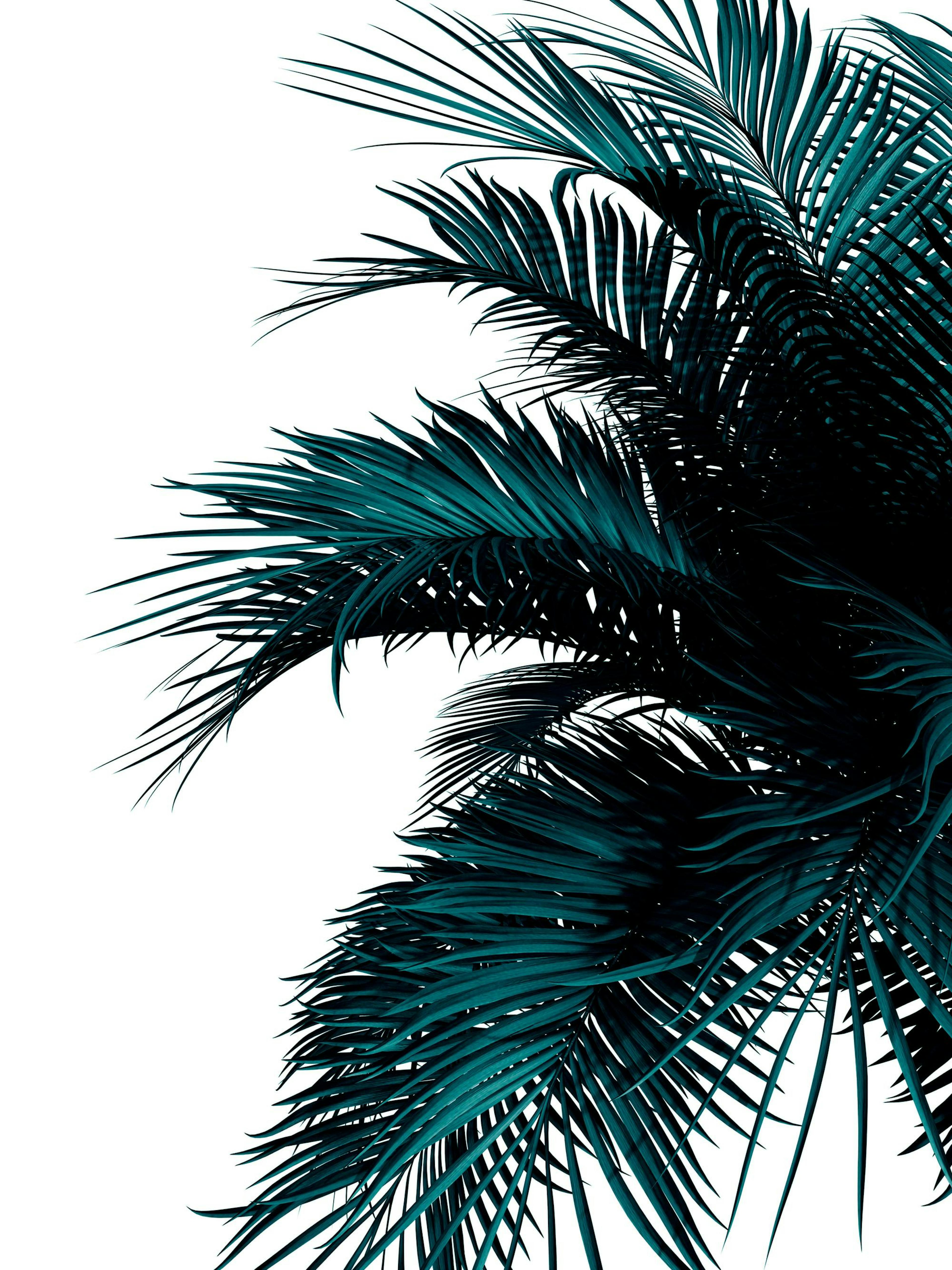 Palma Verde Poster thumbnail