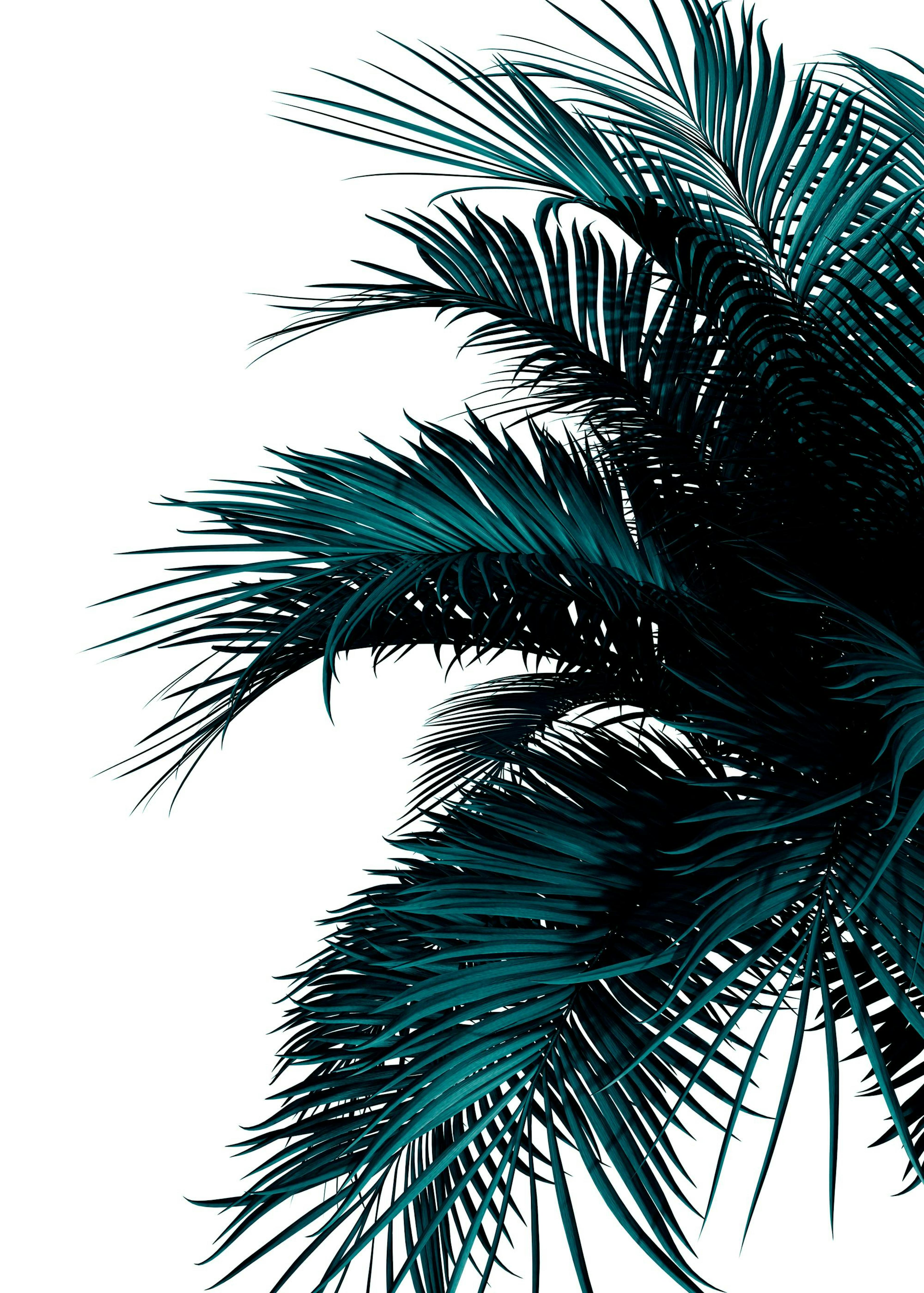 Palmera Verde Póster 0