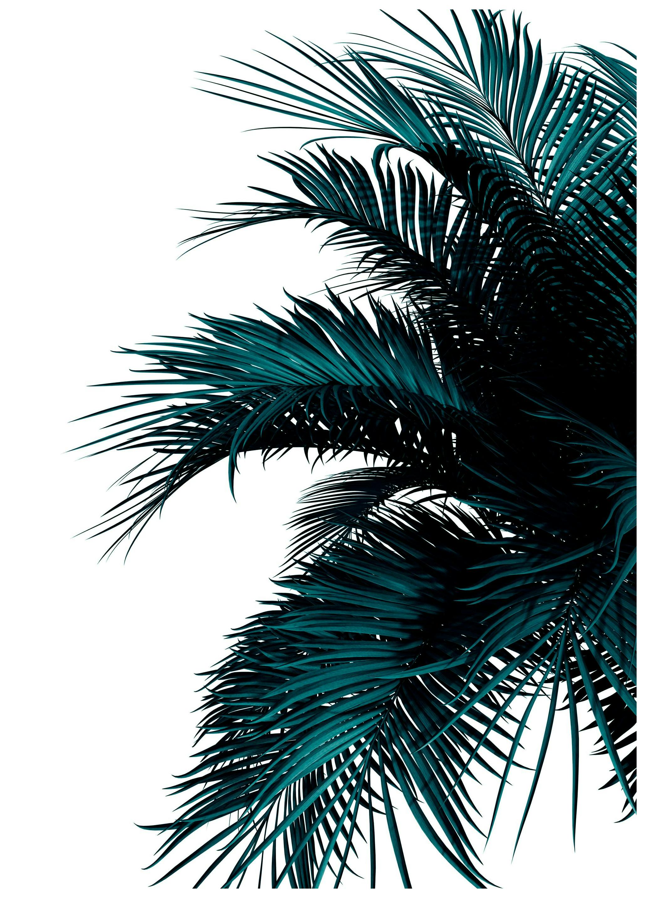 Green Palm Tree Poster (70x100 cm) - Poster Store