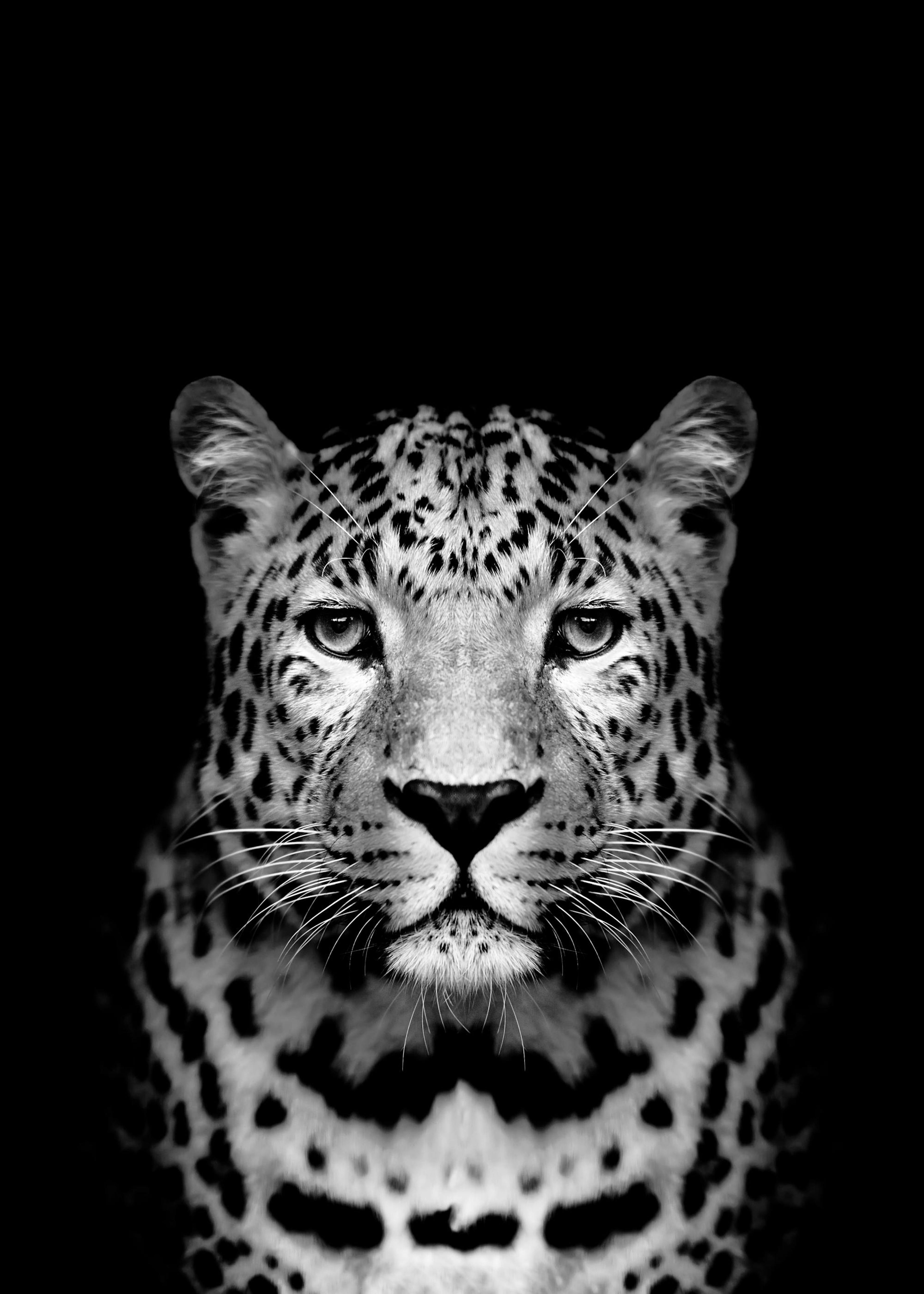 Leopard Black Poster 0