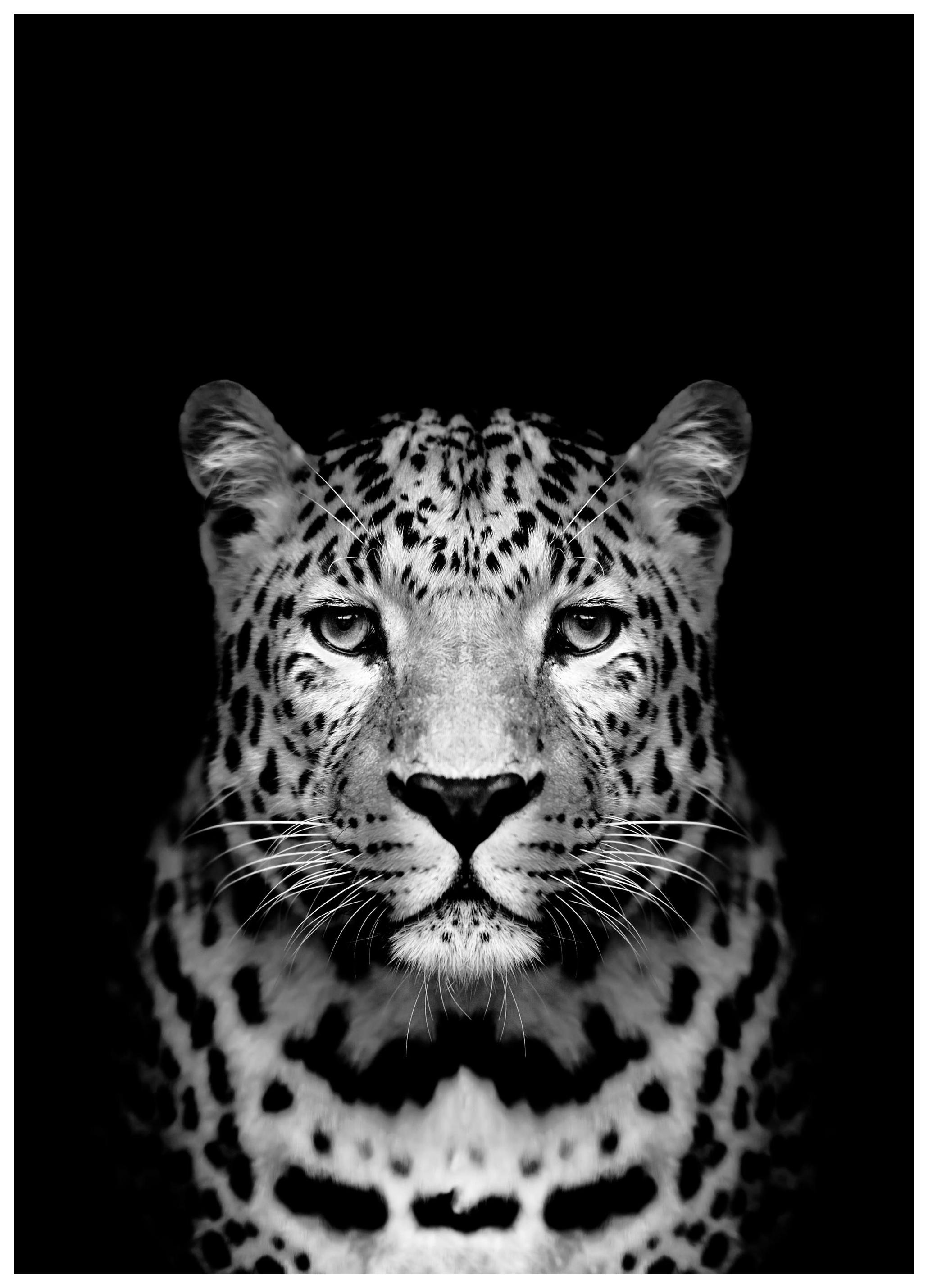 Leopard Black Poster (50x70 cm) - Poster Store