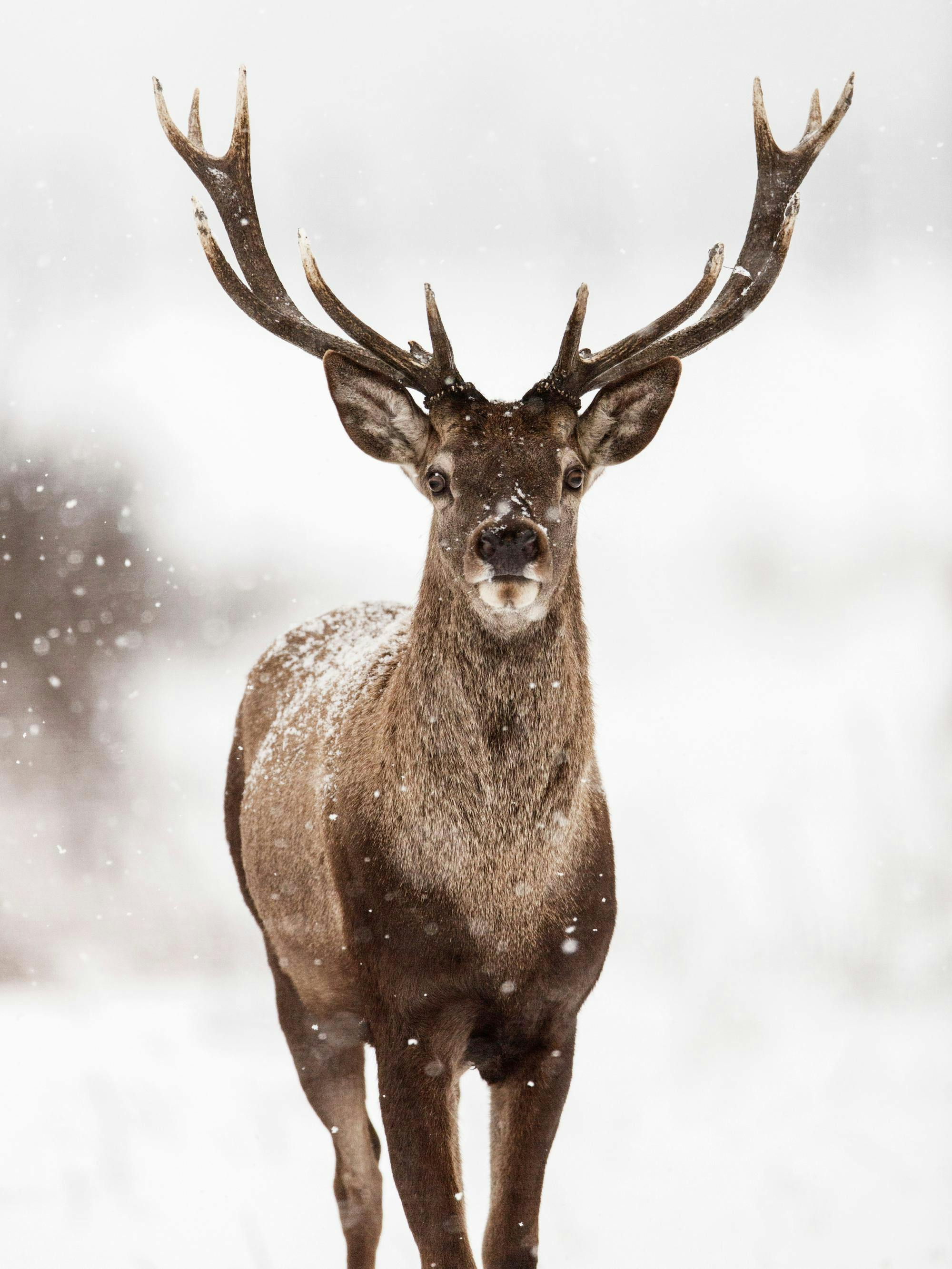Un poster dun cerf majestueux dans un paysage enneigé, des flocons de neige sur son pelage et ses bois.