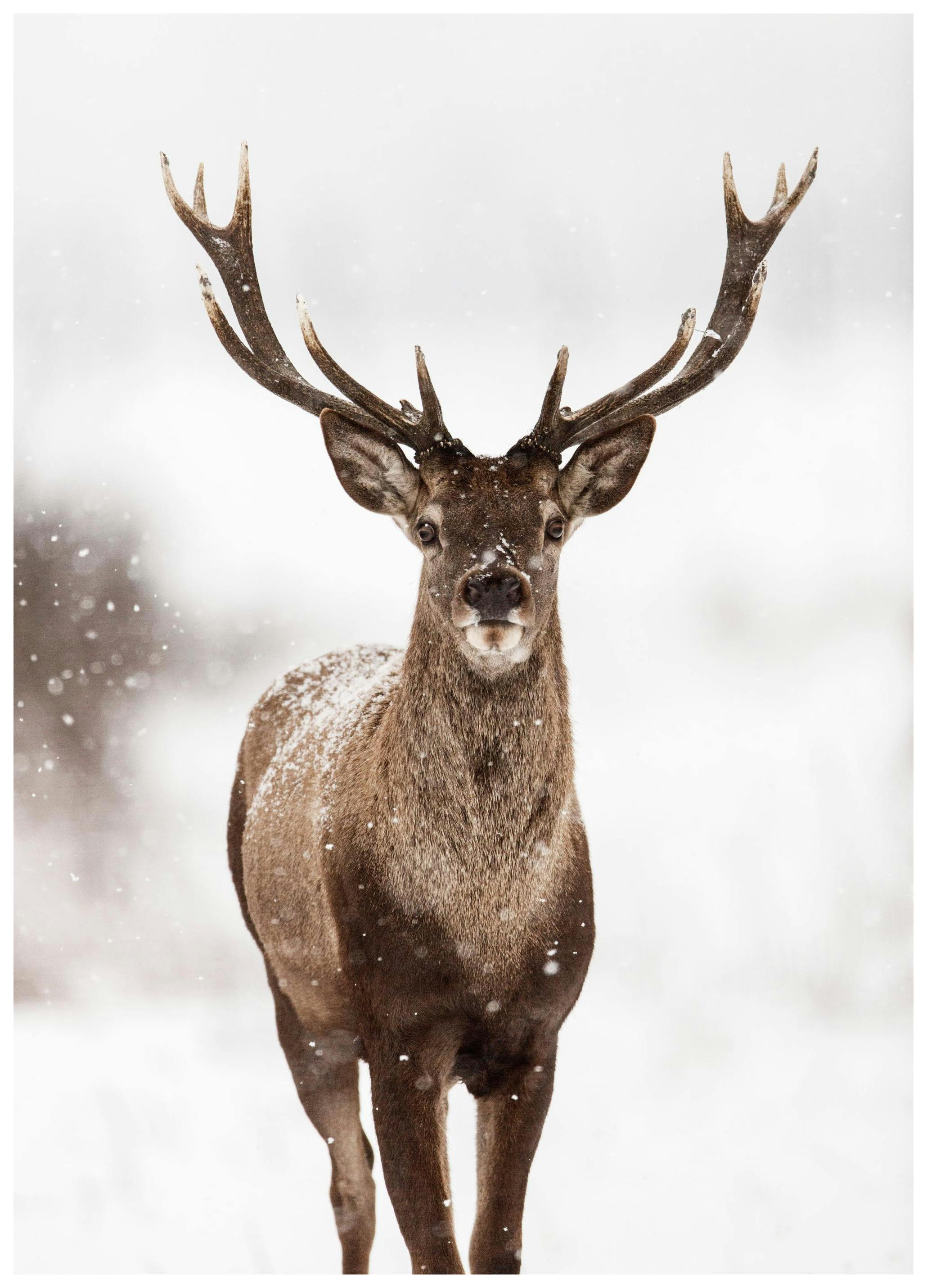 Red stag Poster (30x40 cm) - Poster Store