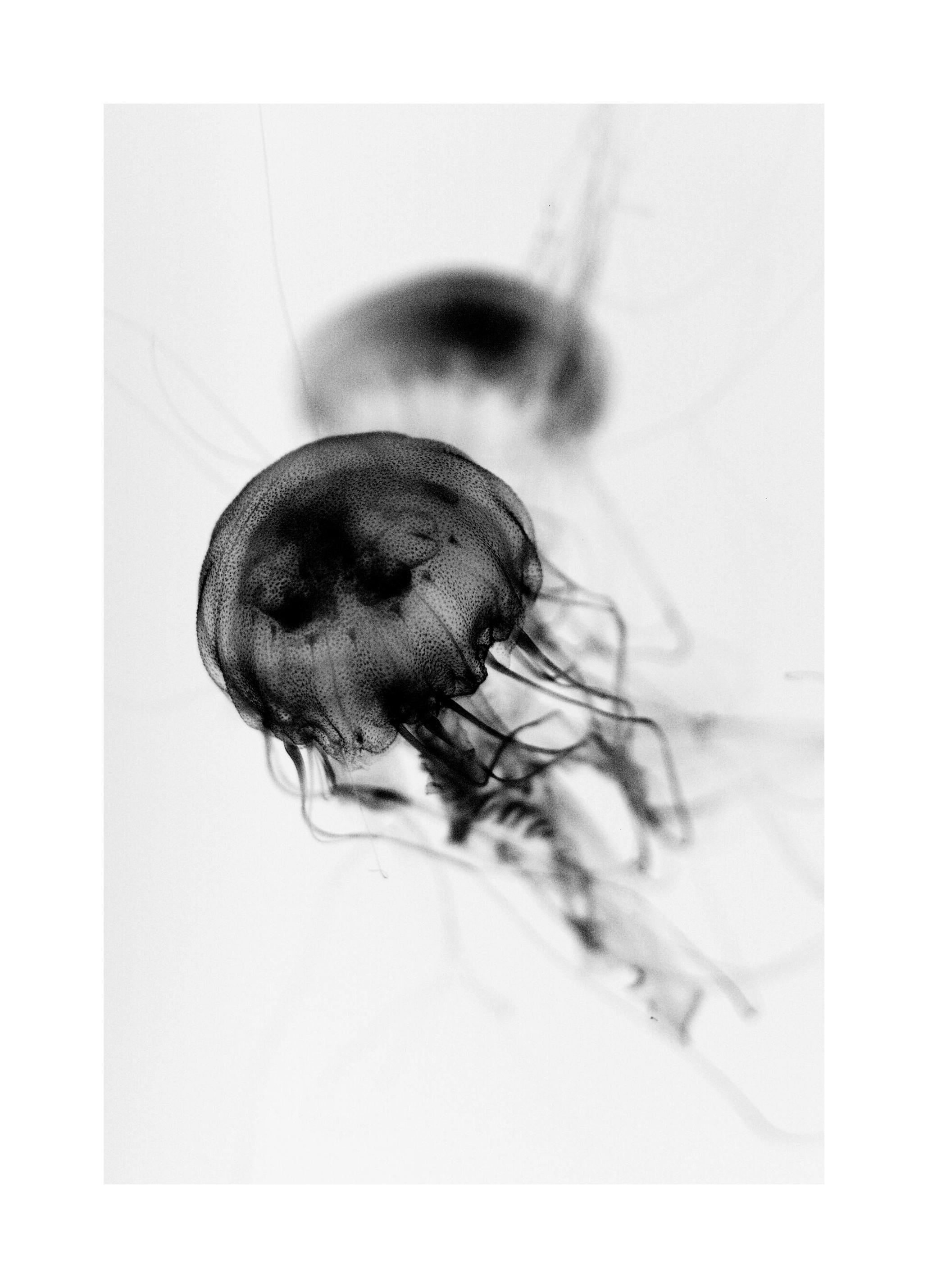 Méduse Flottante Poster (30x40 cm) - Poster Store