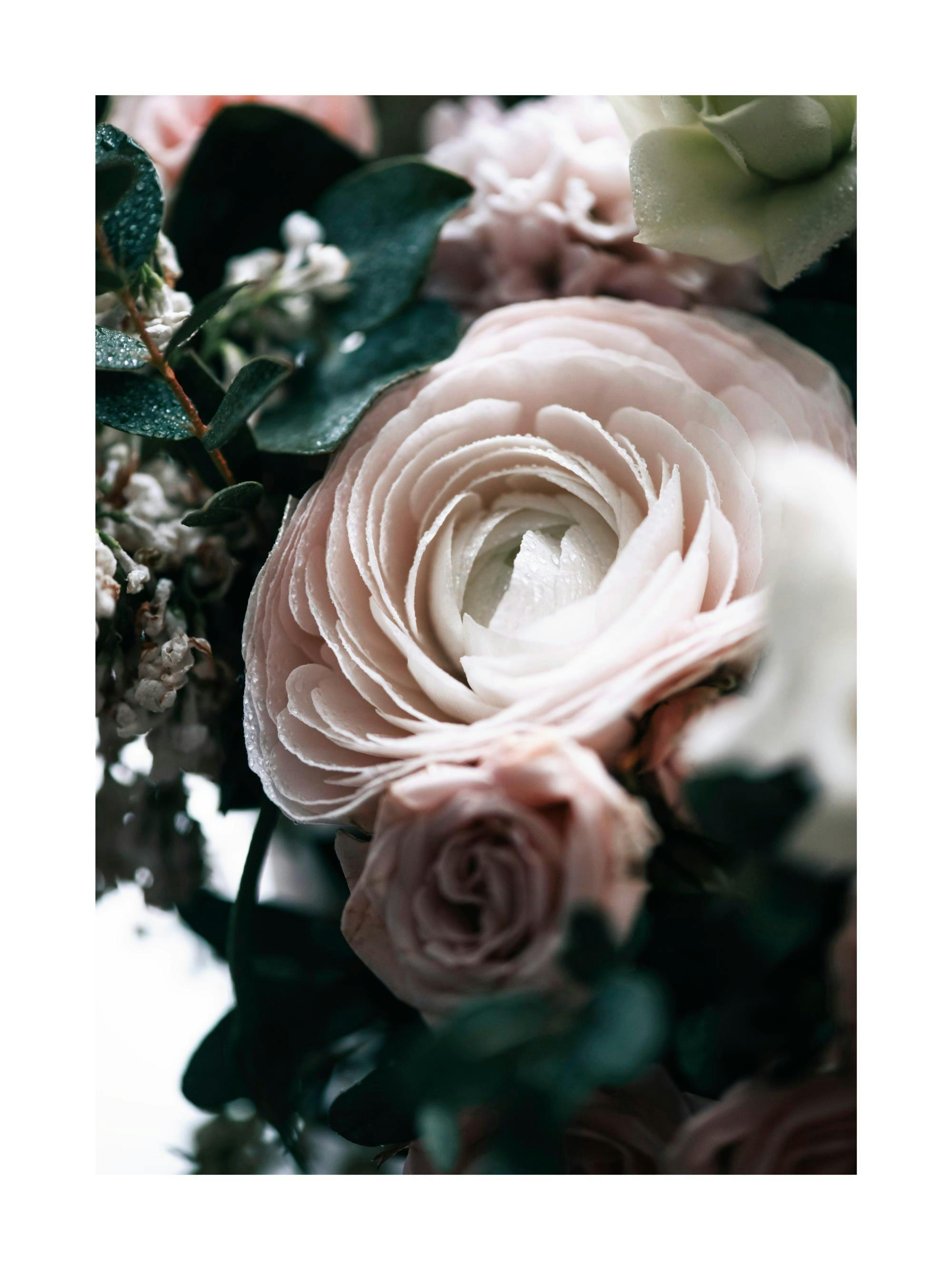 Poster: Nahaufnahme eines rosafarbenen Ranunkel mit Tautropfen und grünen Blättern.