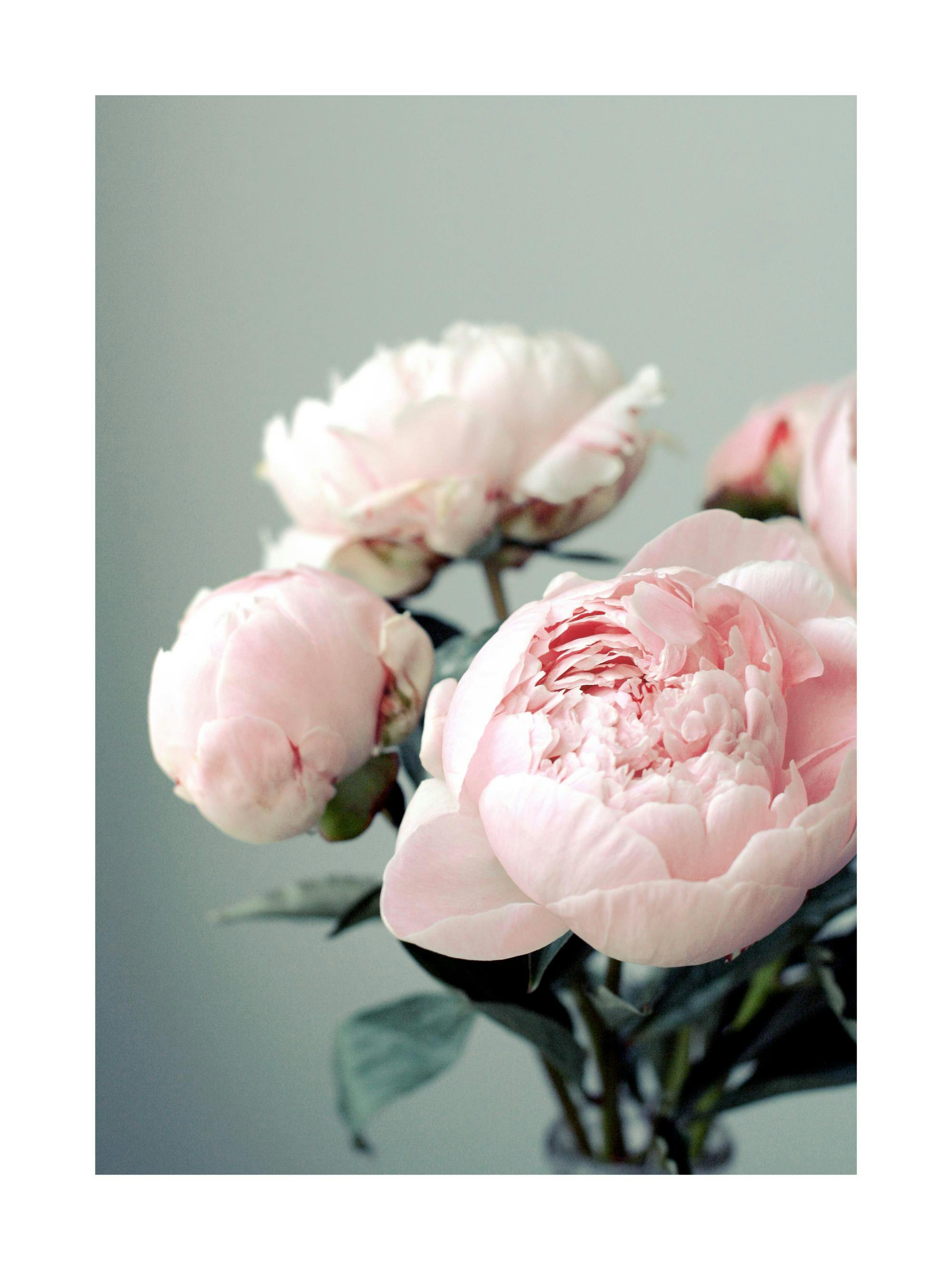 연한 분홍색 모란 꽃봉오리와 활짝 핀 꽃이 회색 배경에 있는 poster입니다.