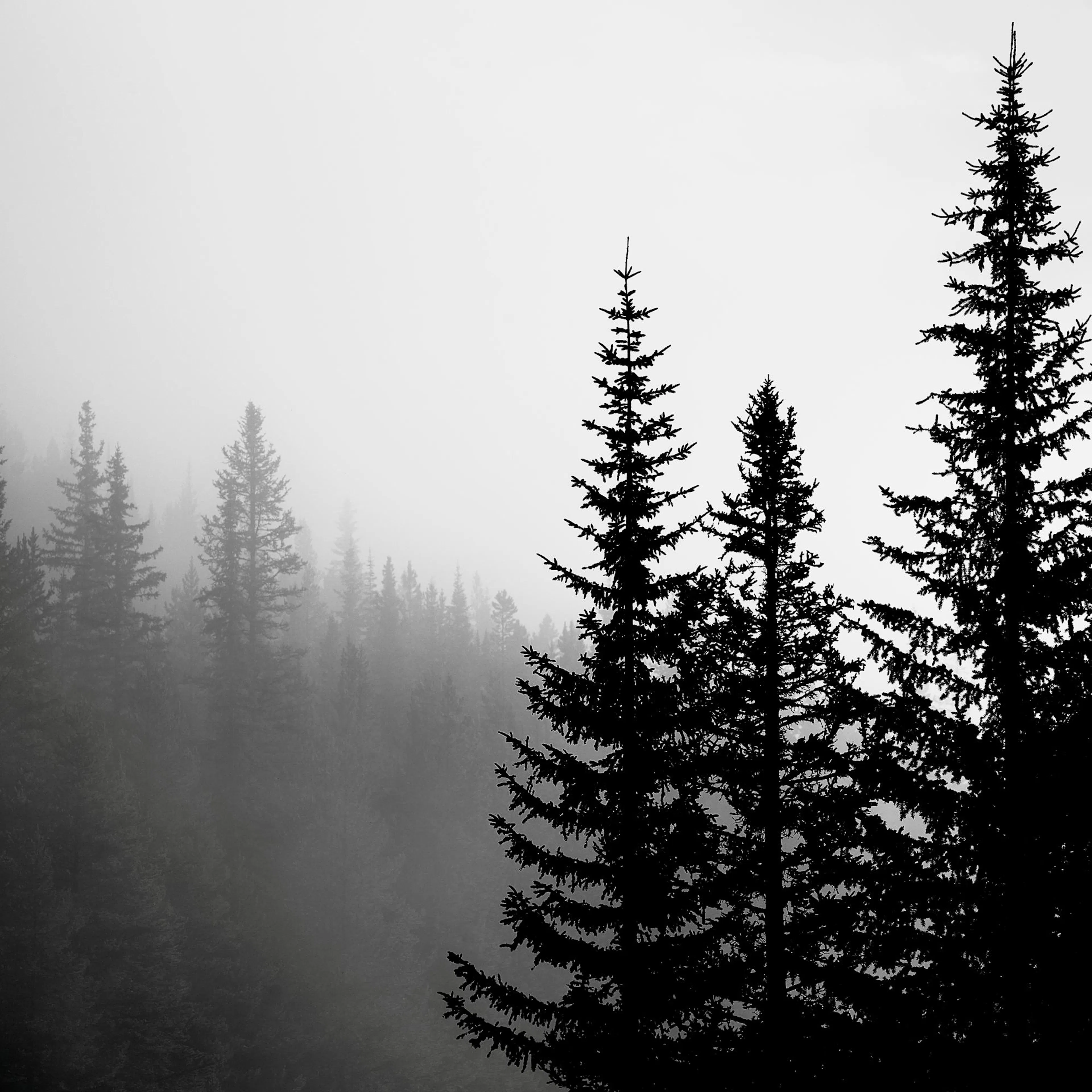 Poster noir et blanc dune forêt de conifères dans le brouillard, avec des arbres sombres au premier plan.