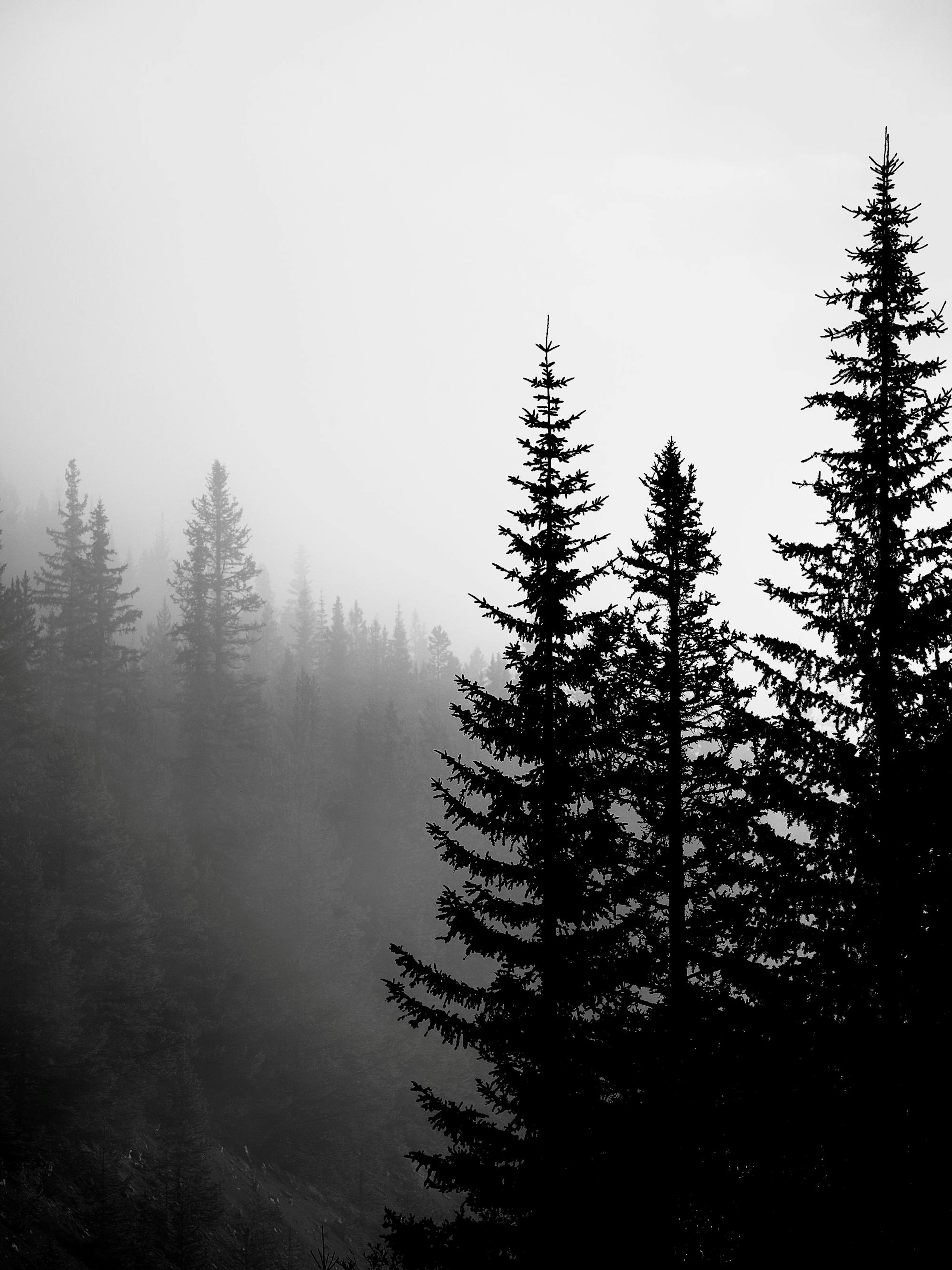 Dark Forest Plakat thumbnail