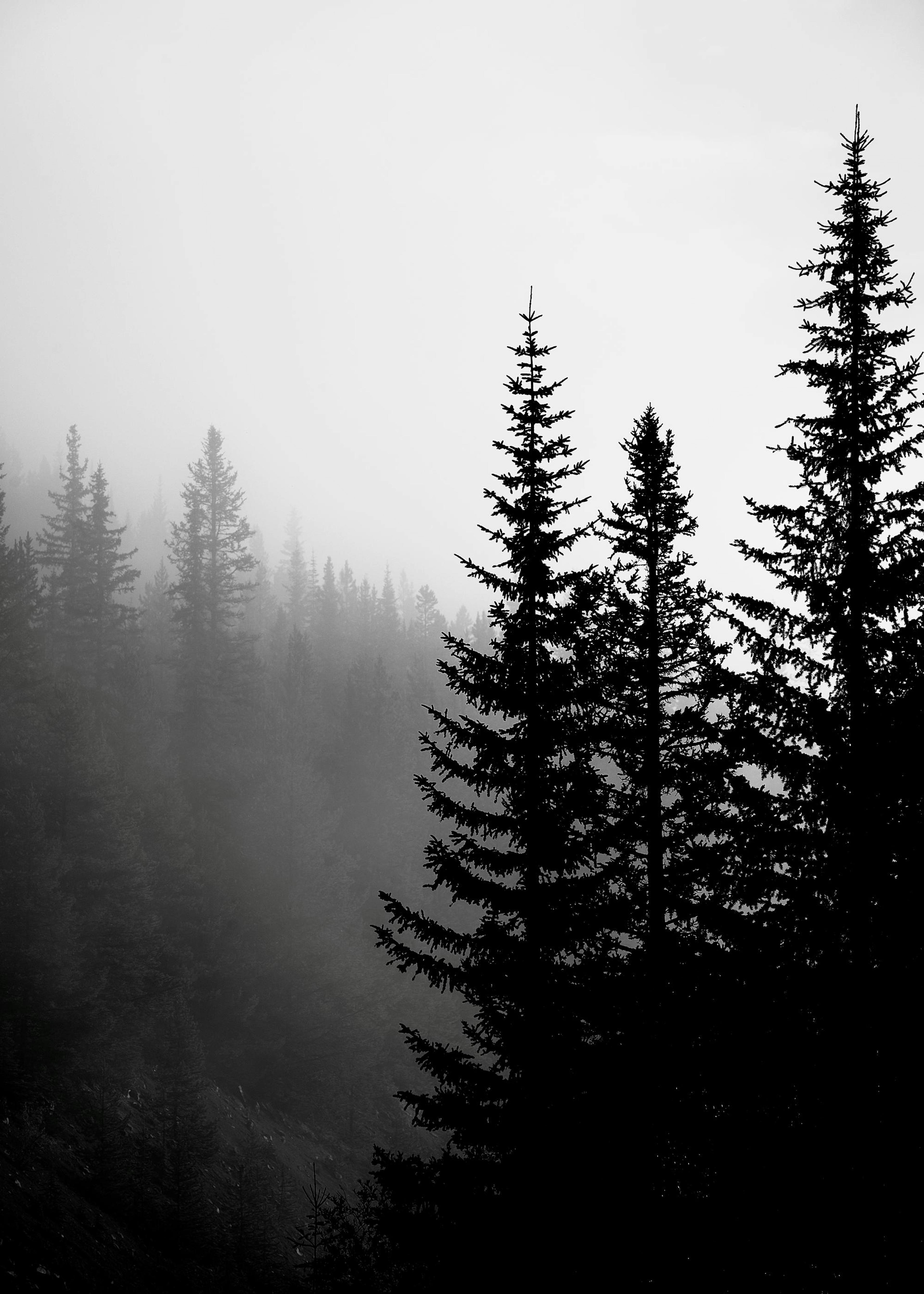 Dark Forest Poster 0