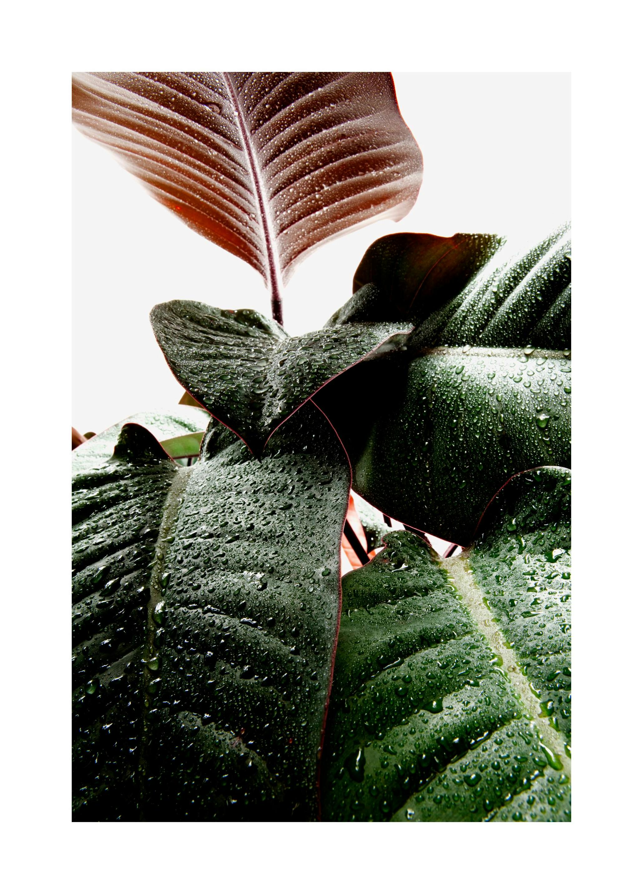 Druppels op Bladeren Poster (50x70 cm) - Poster Store