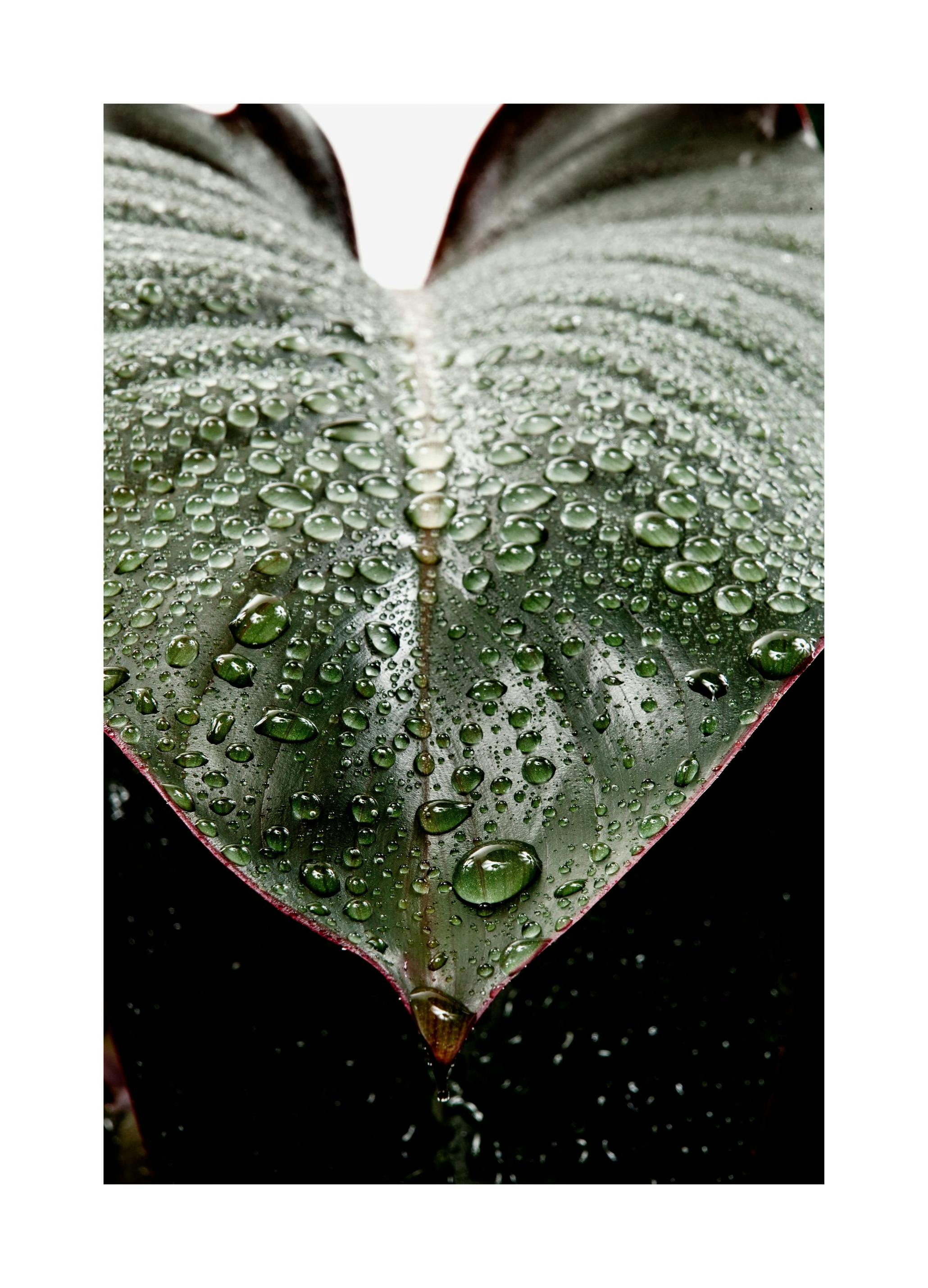 Leaf Droplets Poster (50x70 cm) - Poster Store