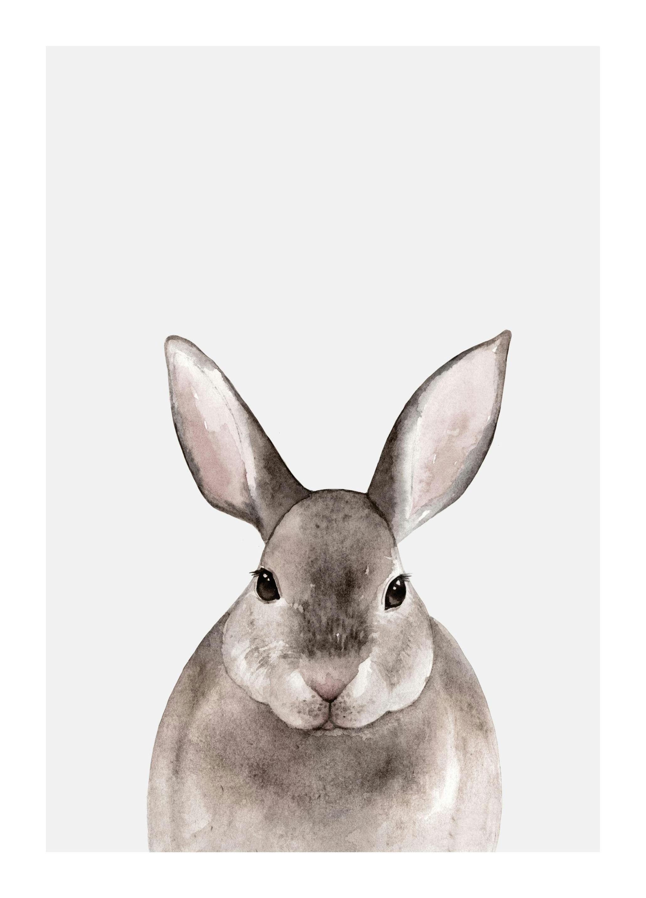Little Rabbit Poster (50x70 cm) - Poster Store