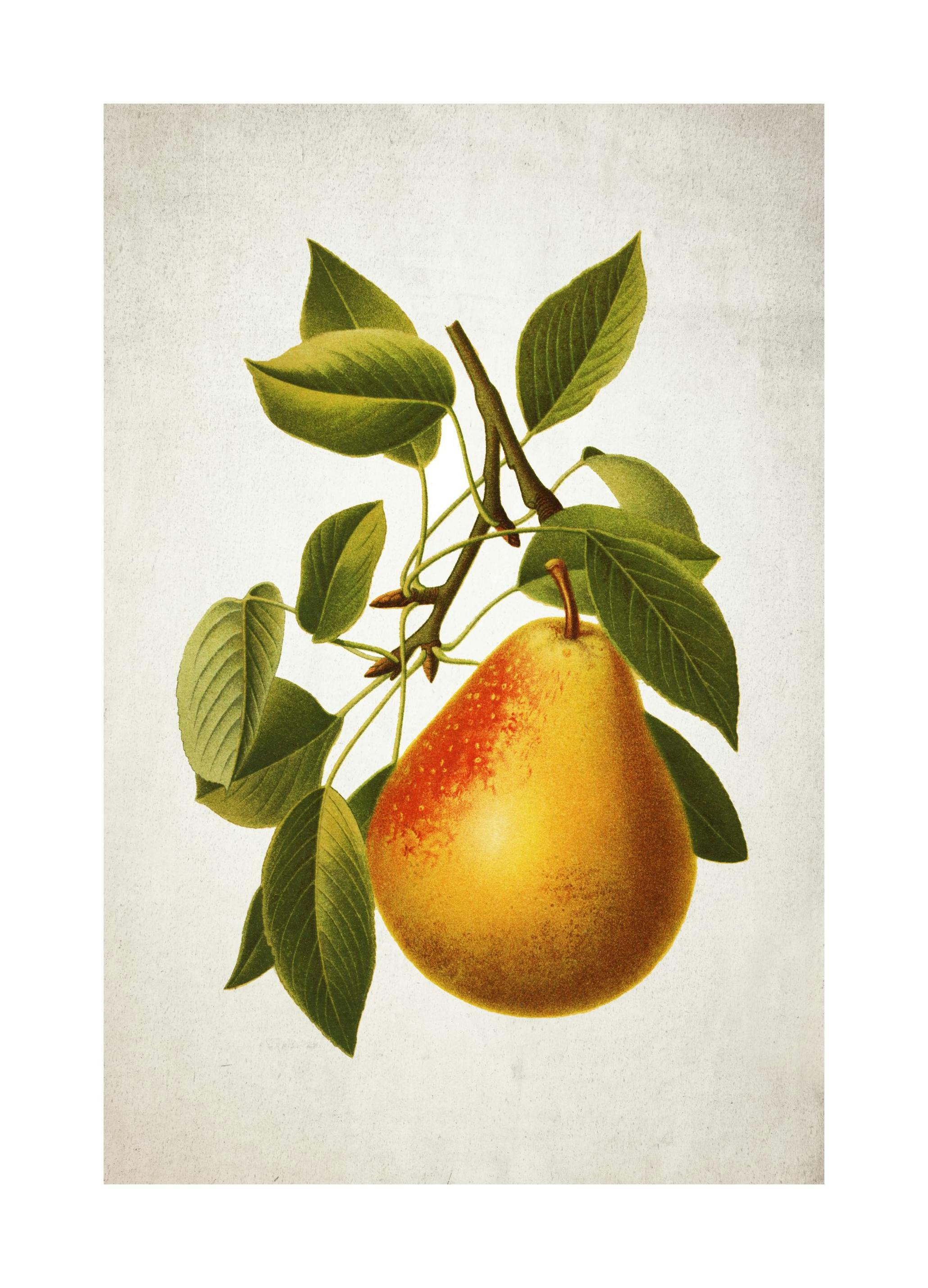 Pære Plakat (50x70 cm) - Poster Store