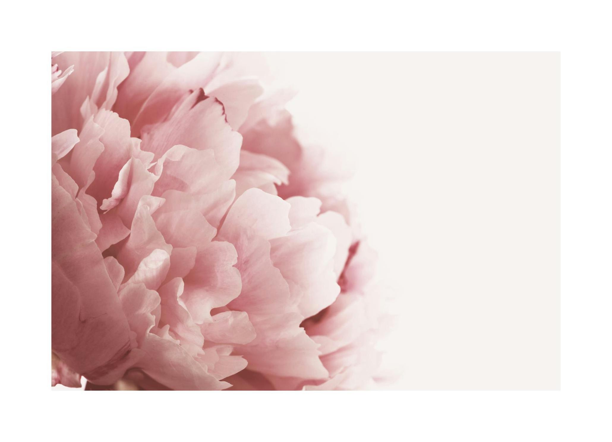 Pink Peony Close Up Poster (30x40 cm) - Poster Store