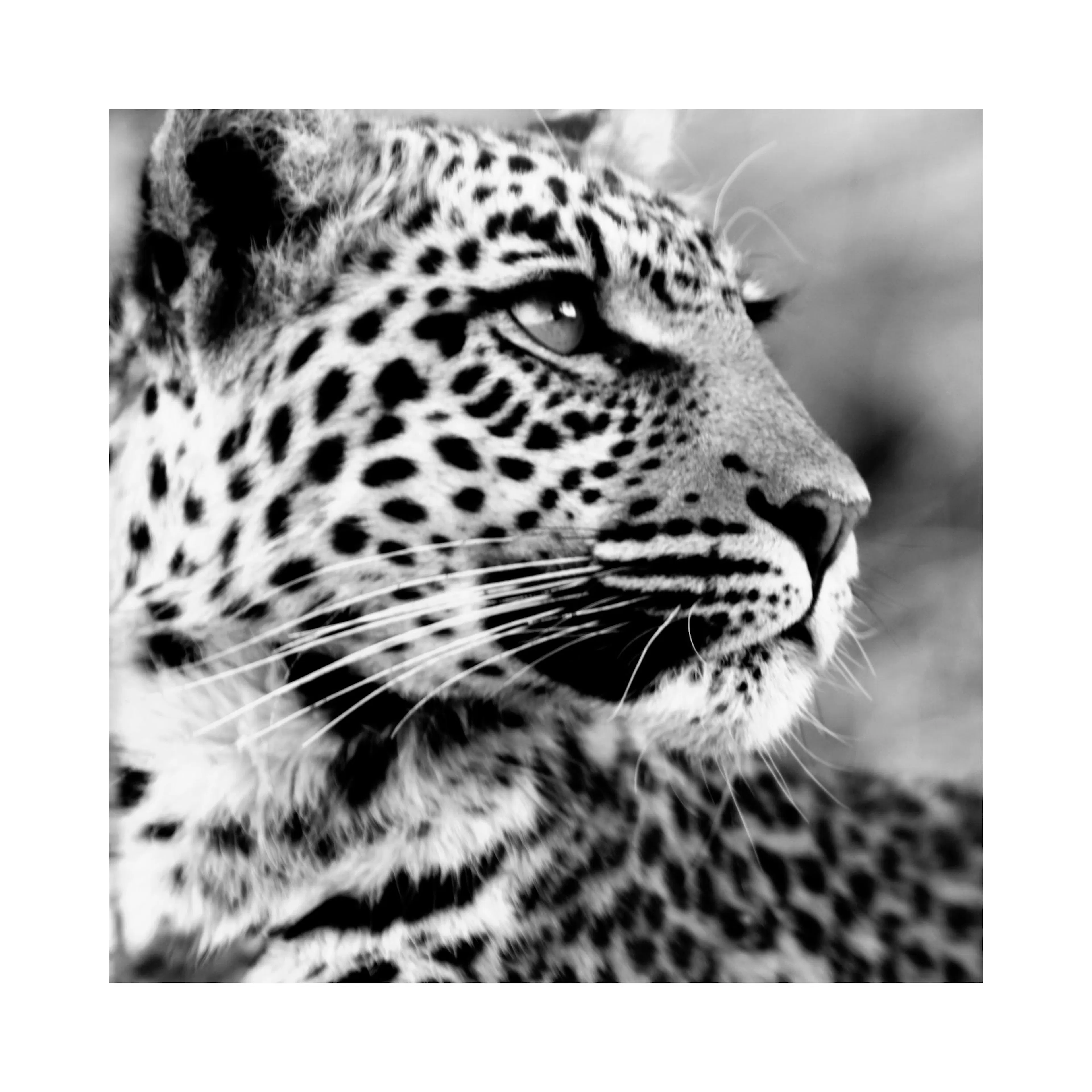 A poster of a leopards head in black and white, facing right, with visible whiskers and spotted fur.