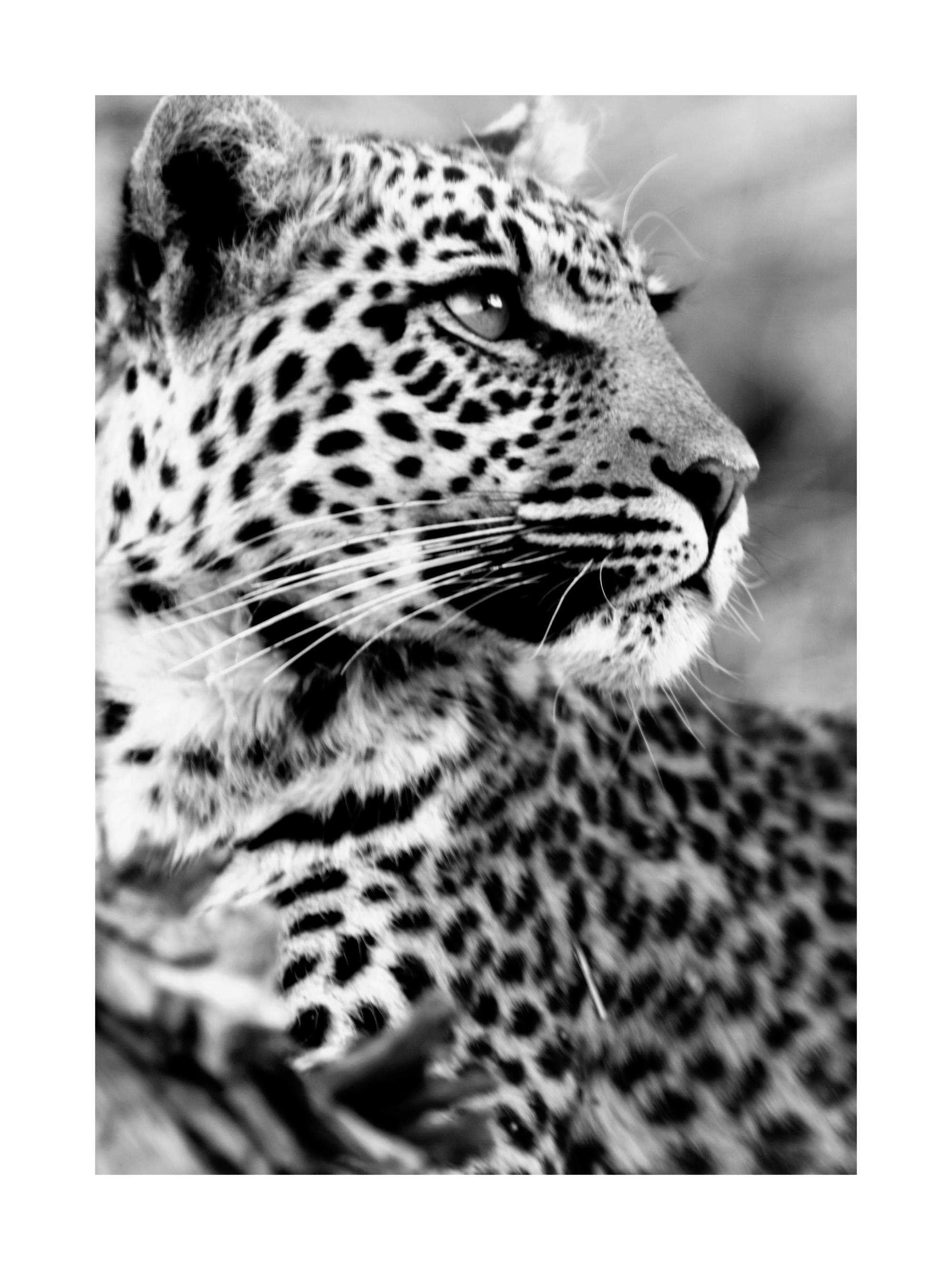 Sort/hvid plakat med et nærbillede af et leopards ansigt, der kigger mod højre med en fjer i baggrunden.