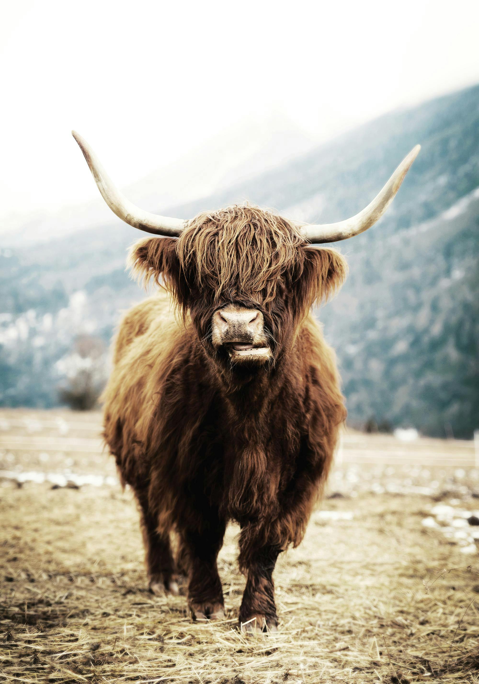 A poster featuring a brown shaggy Highland cow with long horns, standing in a field.